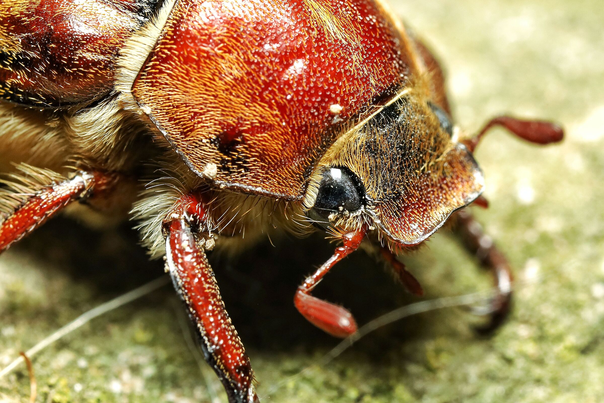 Anoxia matutinalis _ male