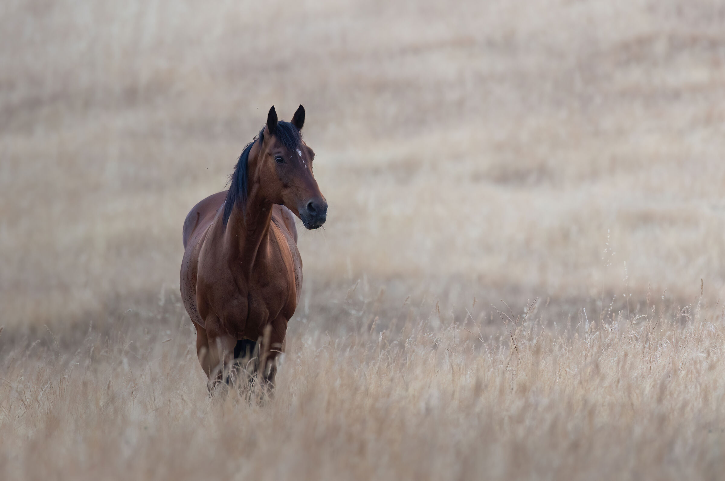 Mustang della prateria