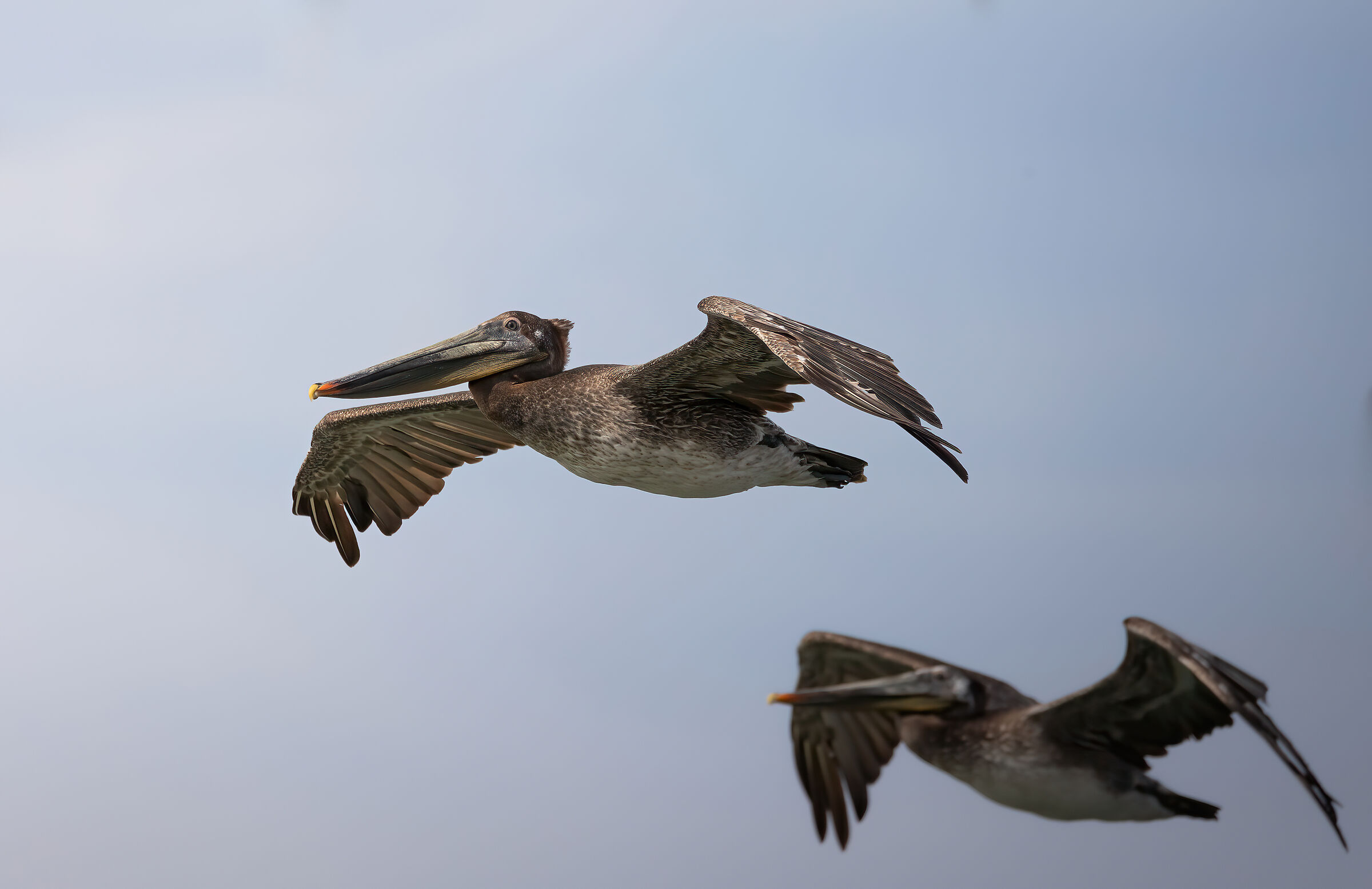 Migrazione nella baia