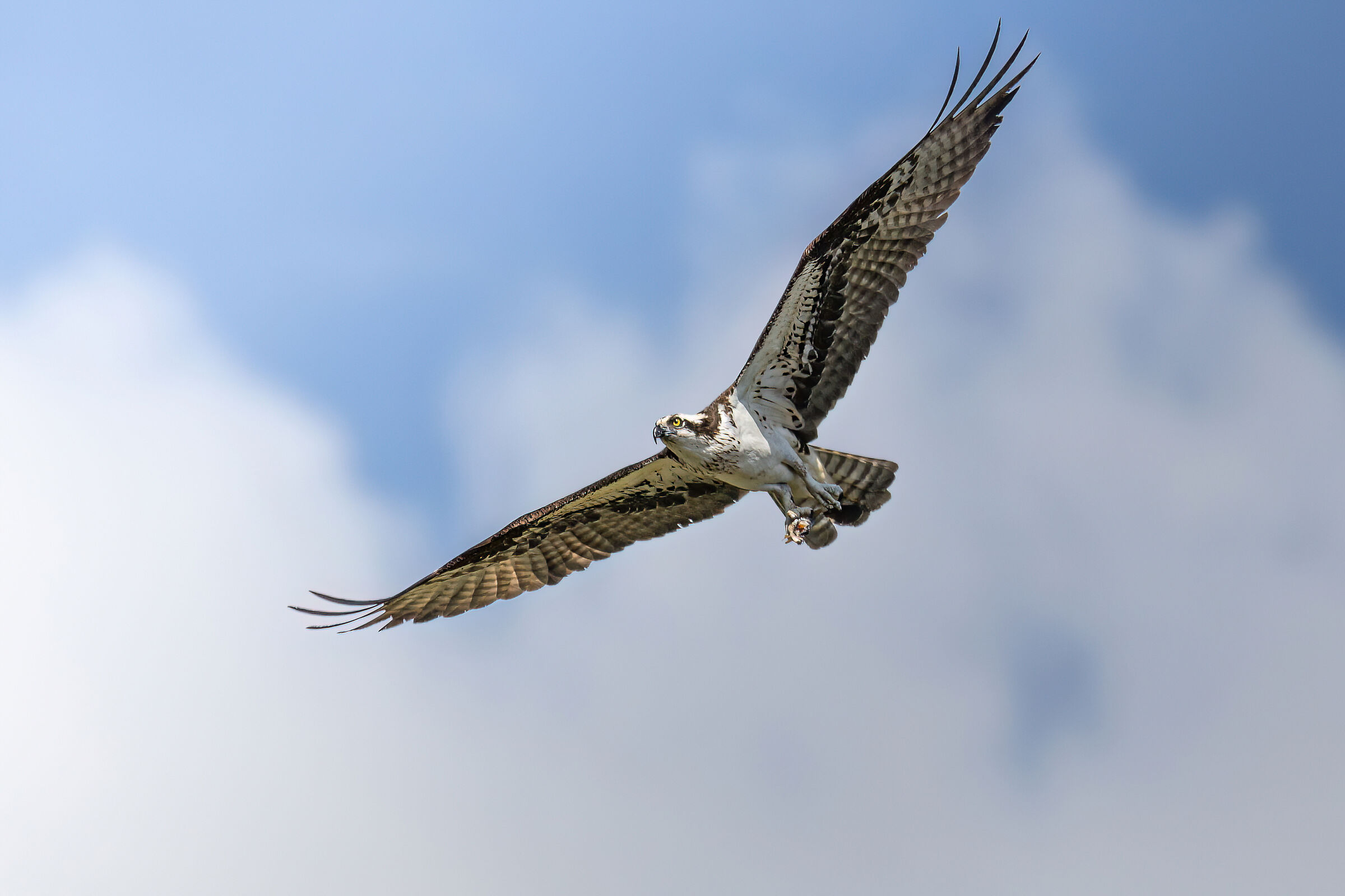 Portando a casa un boccone