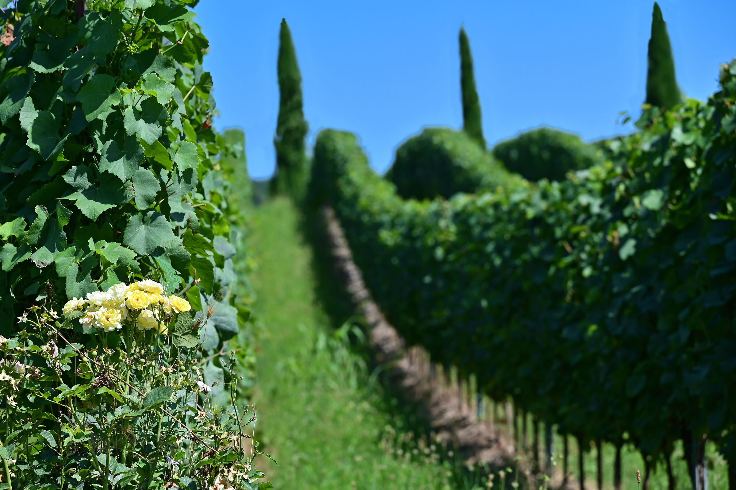 The roses in the vineyard.