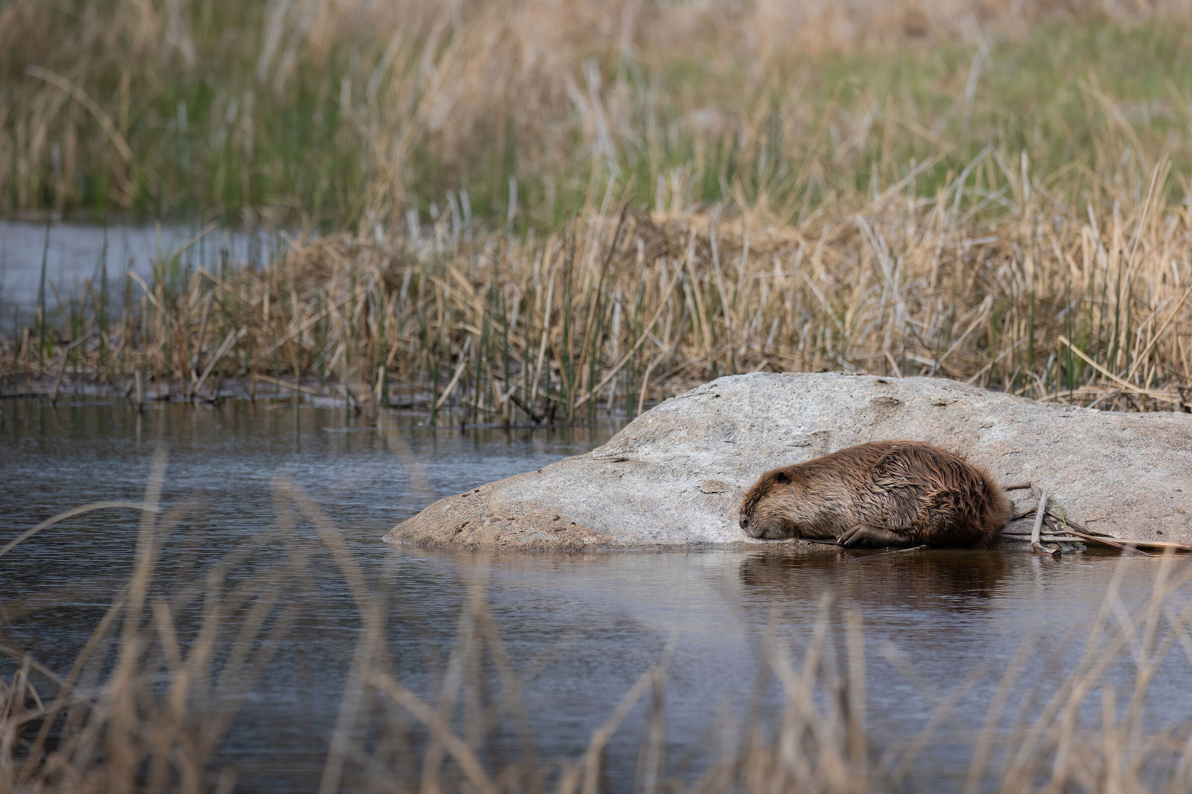 La coda fa da materasso