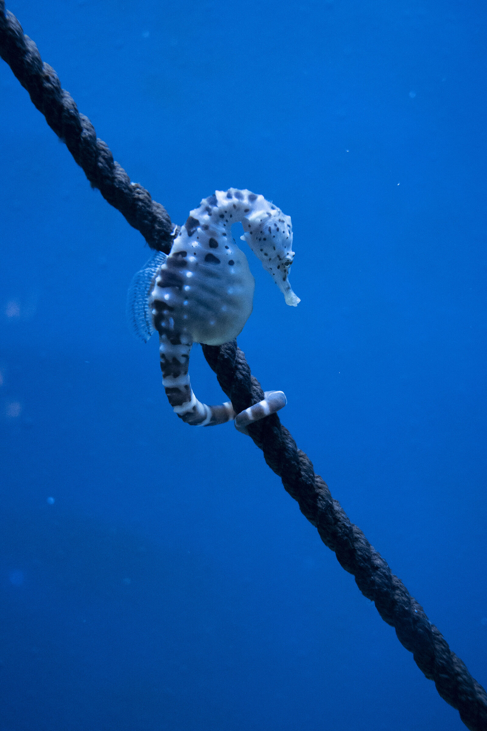 Marine nitrite