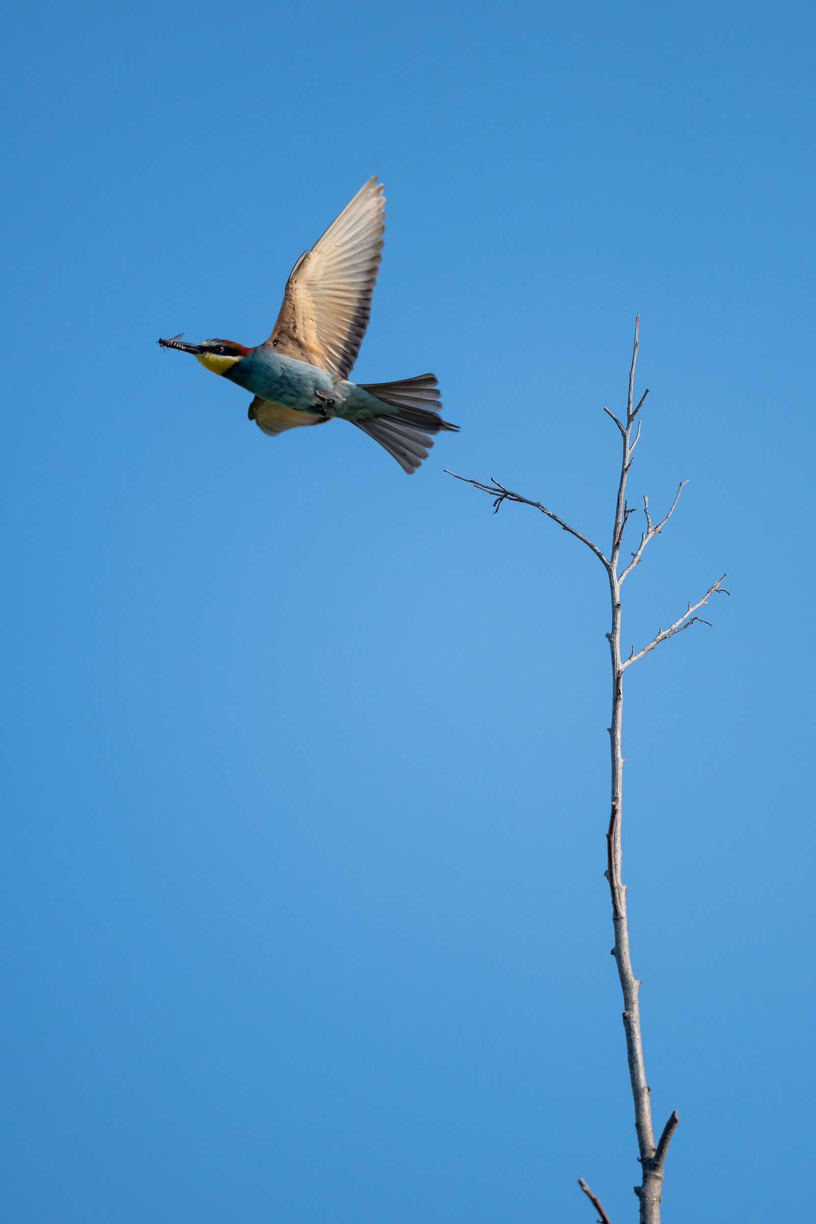 Bee-eater in flight with prey