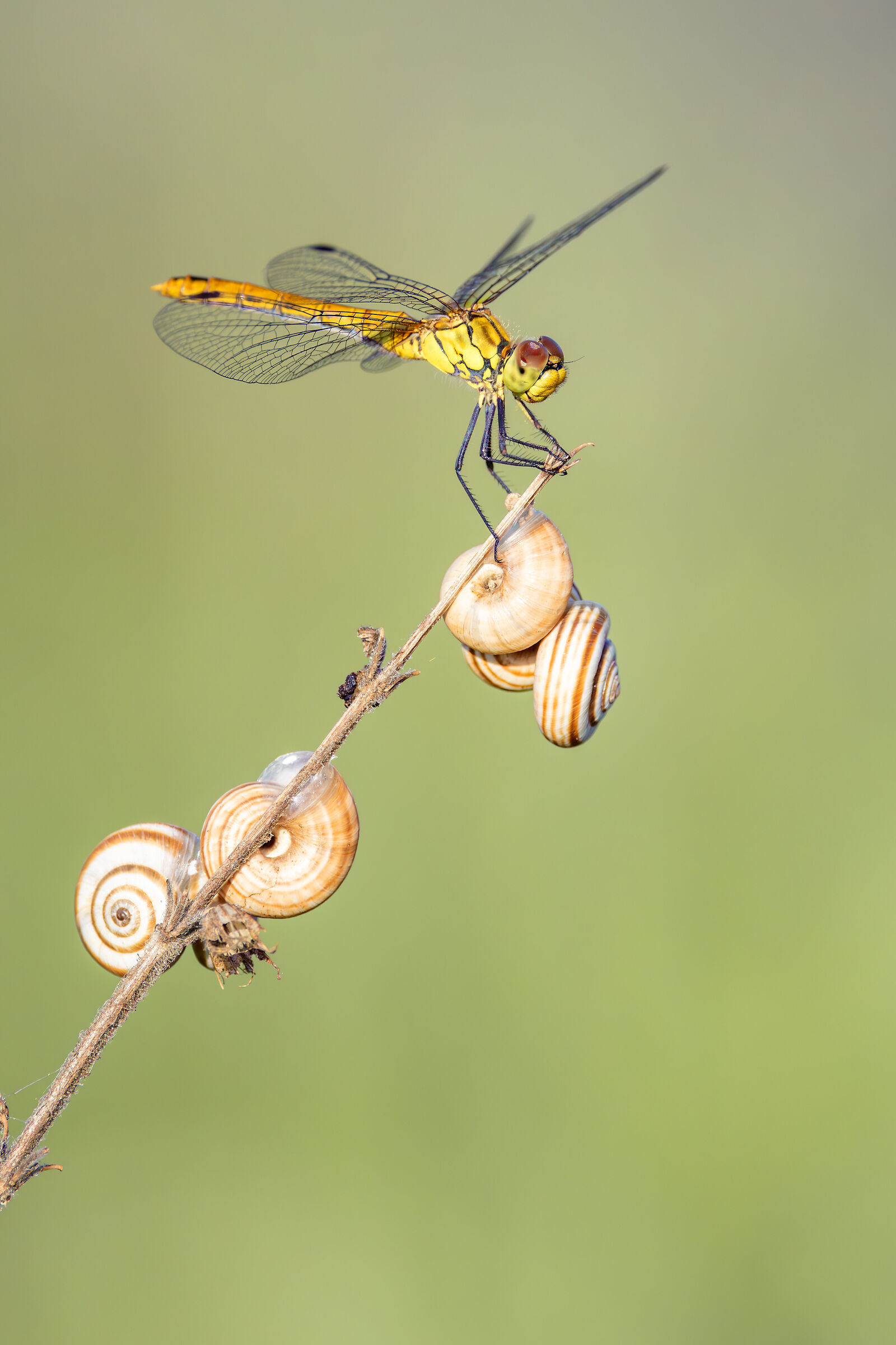 Sympetrum sanguineum