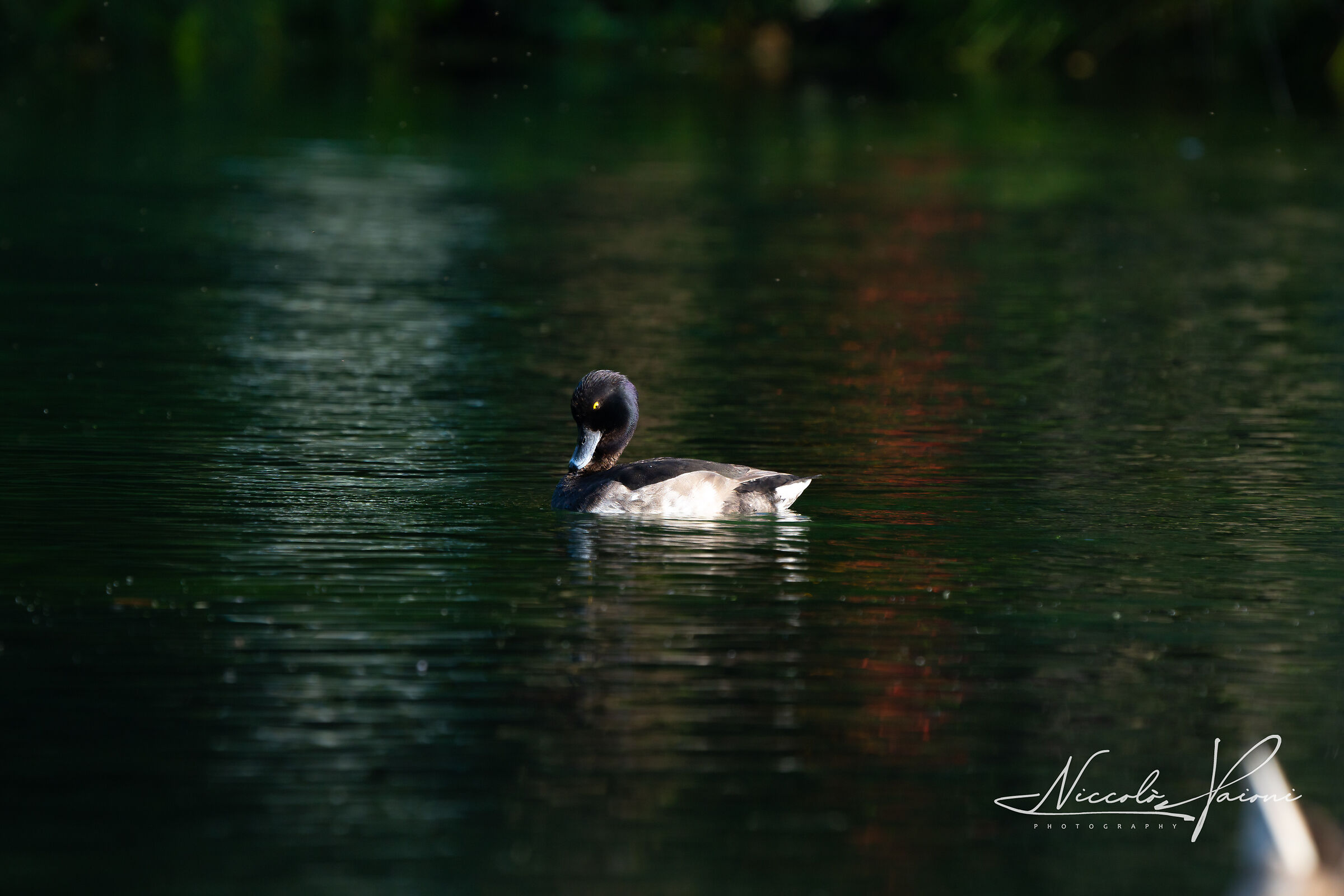 Untitled Photo