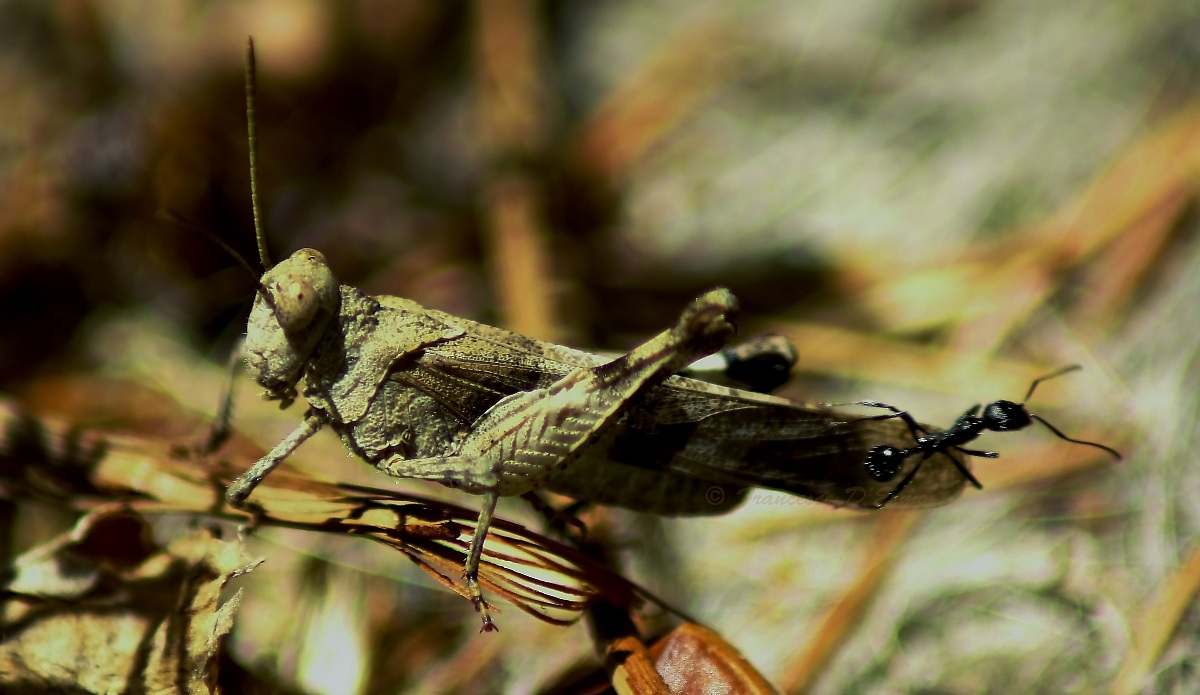 La cicala e la formica