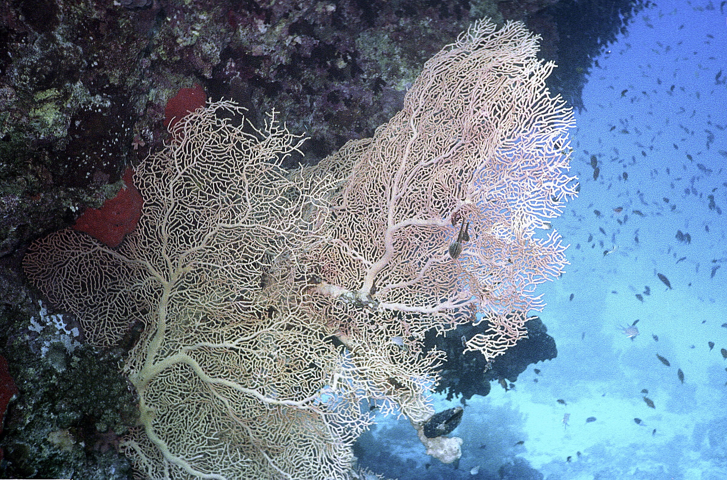 Red Sea Gorgonia(Subergorgia mollis)