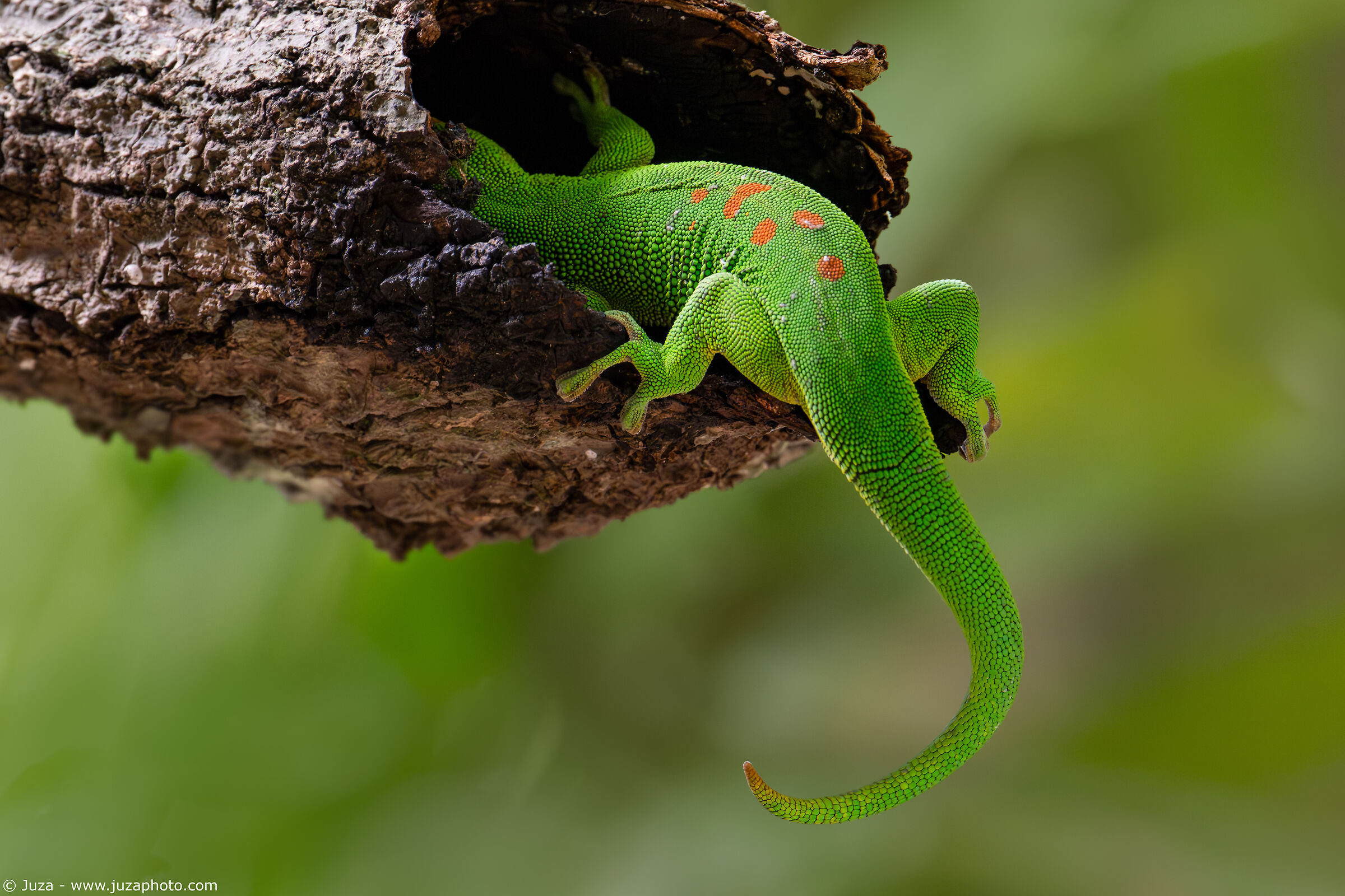 Il geco nascosto (Phelsuma grandis)