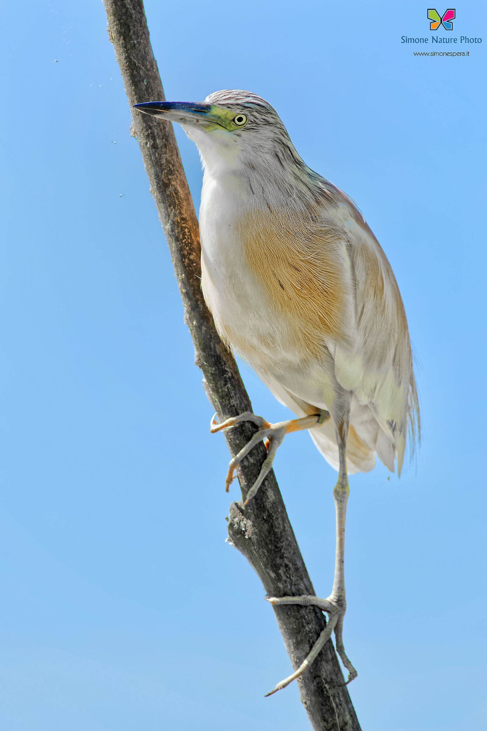 Squacco heron...
