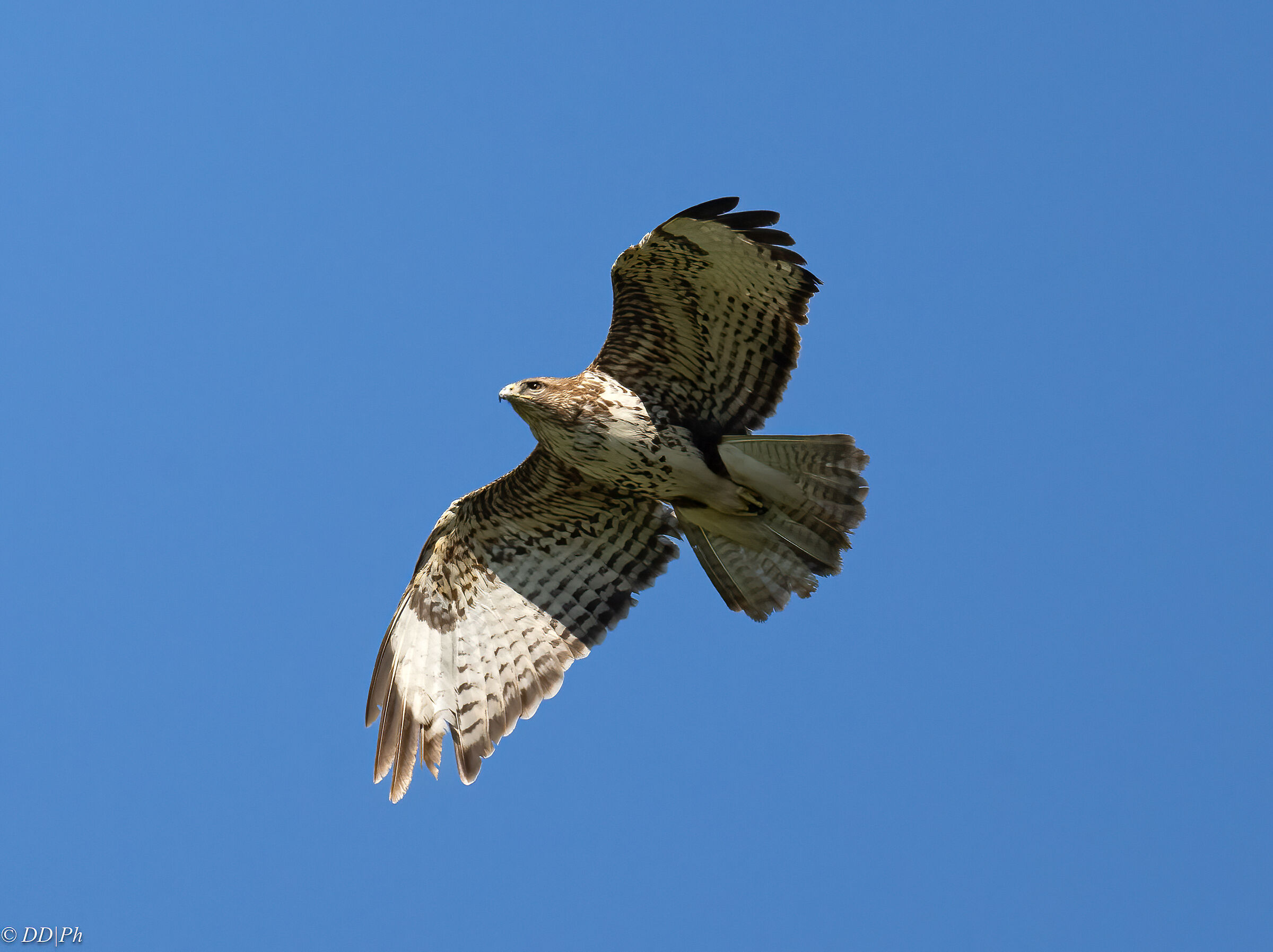 Buzzard