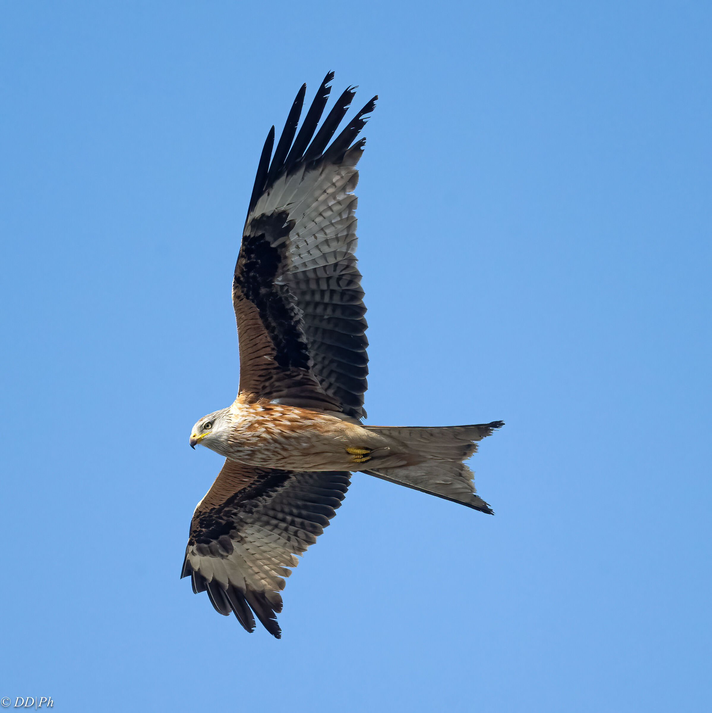 Red kite