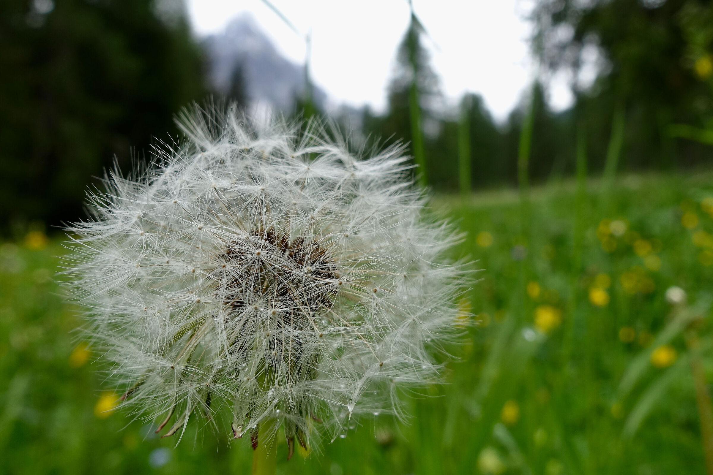 proviamo la definizione della rx110m4