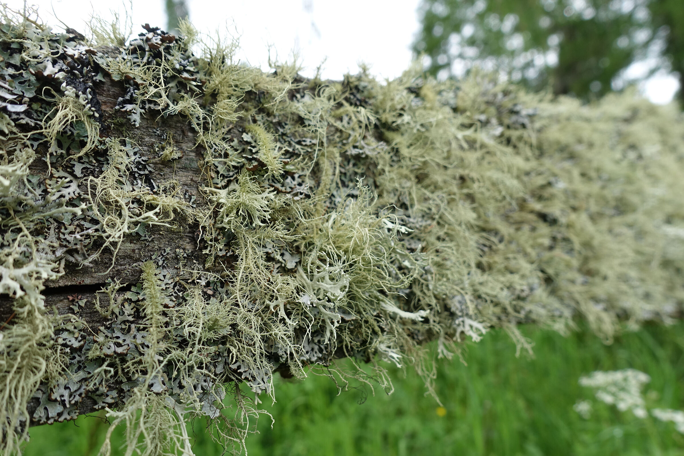 muschi e licheni