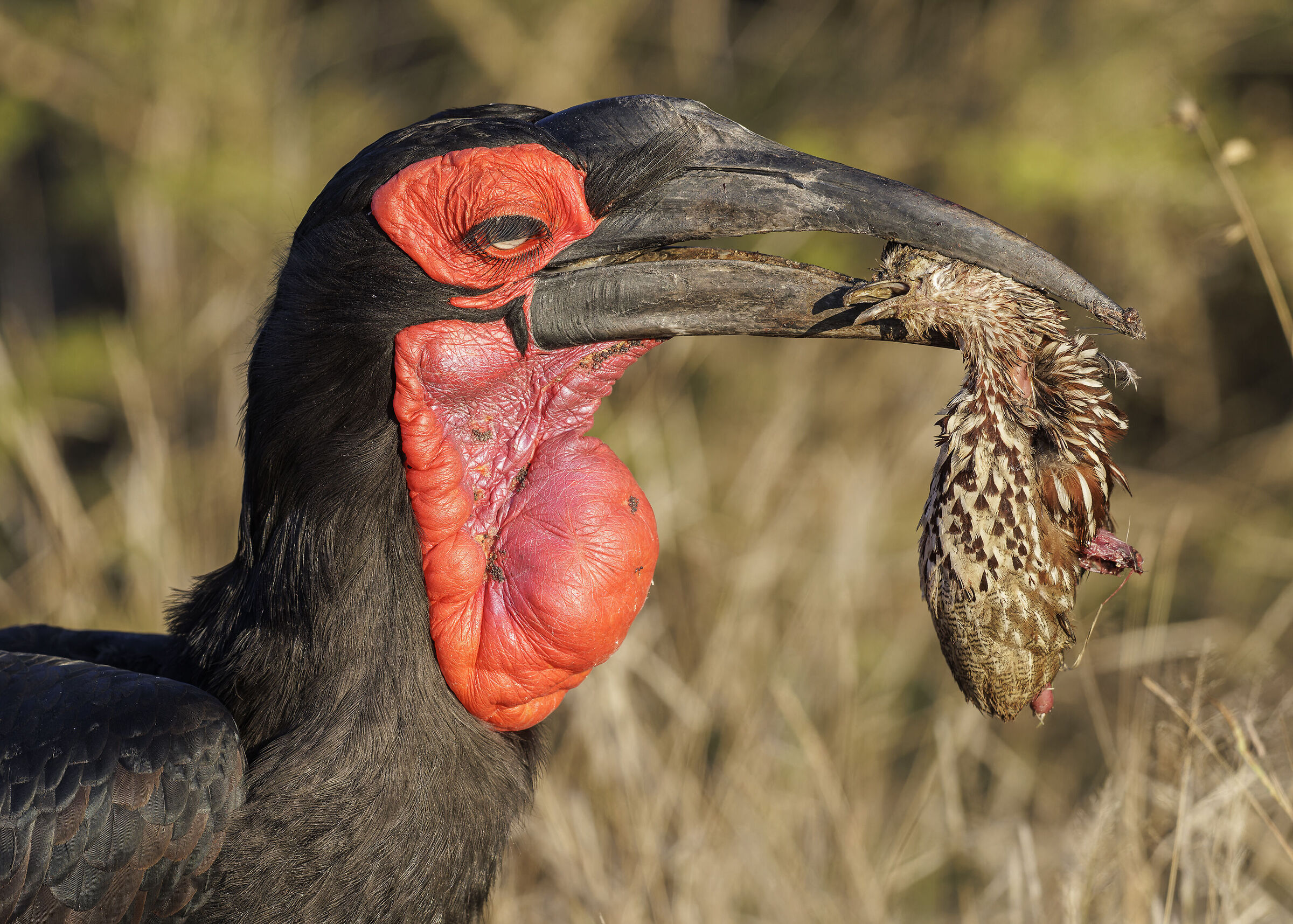 Southern Ground Hornbill