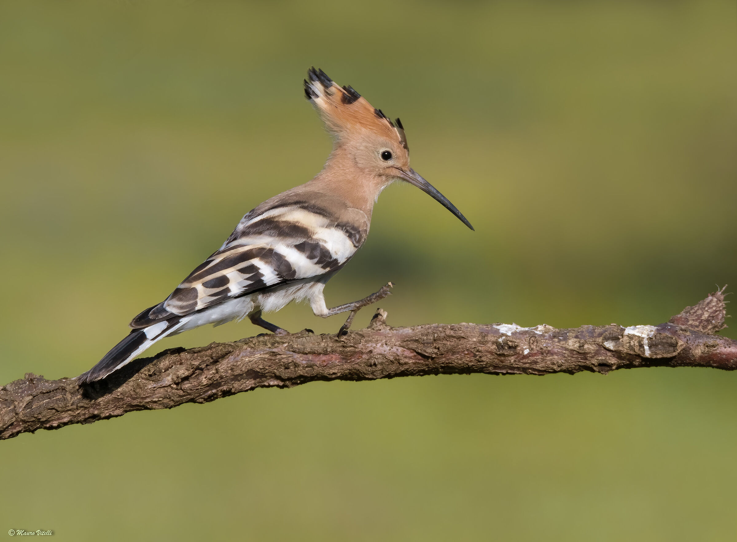 Walking on the branch (Hoopoe)