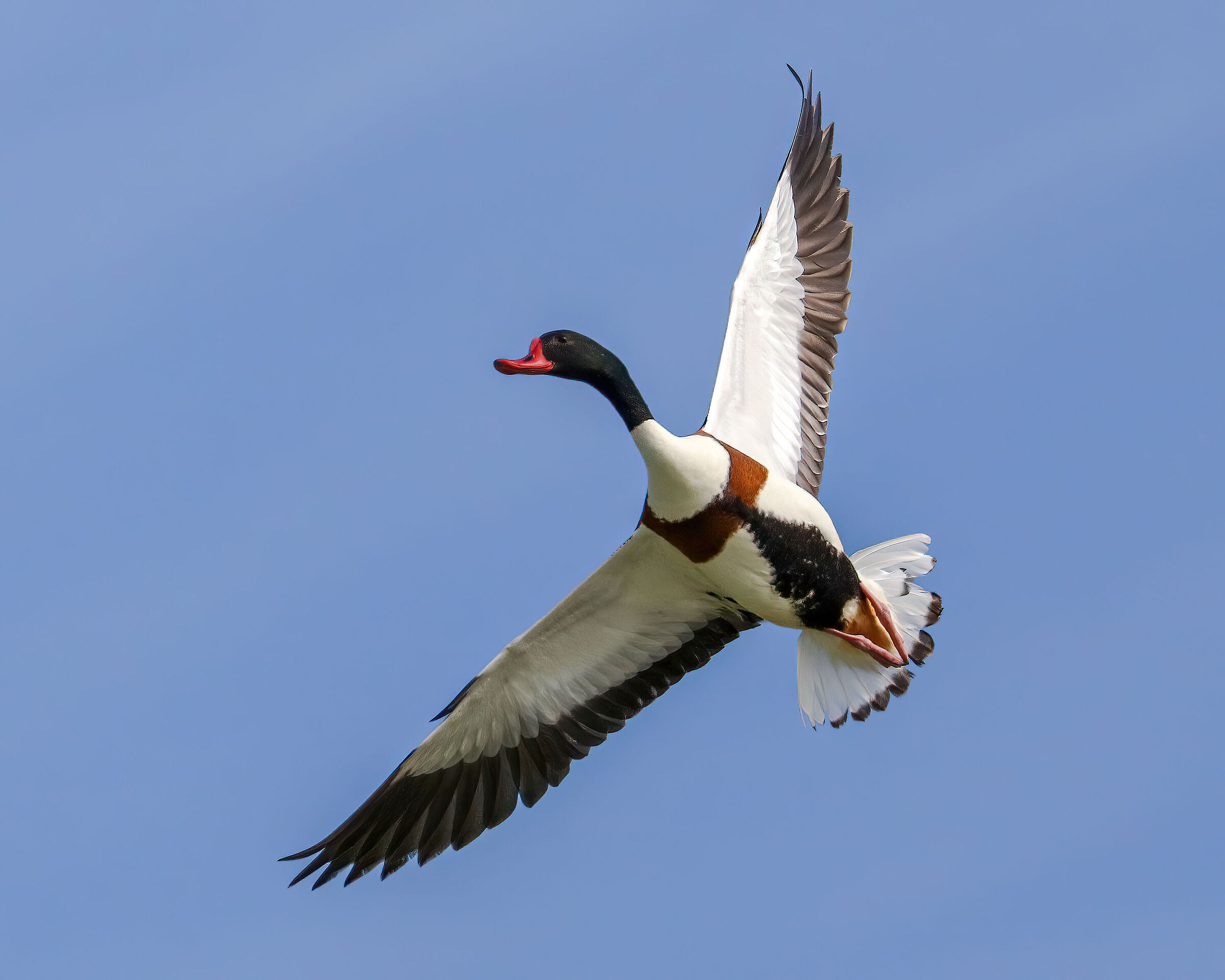 Common shelduck