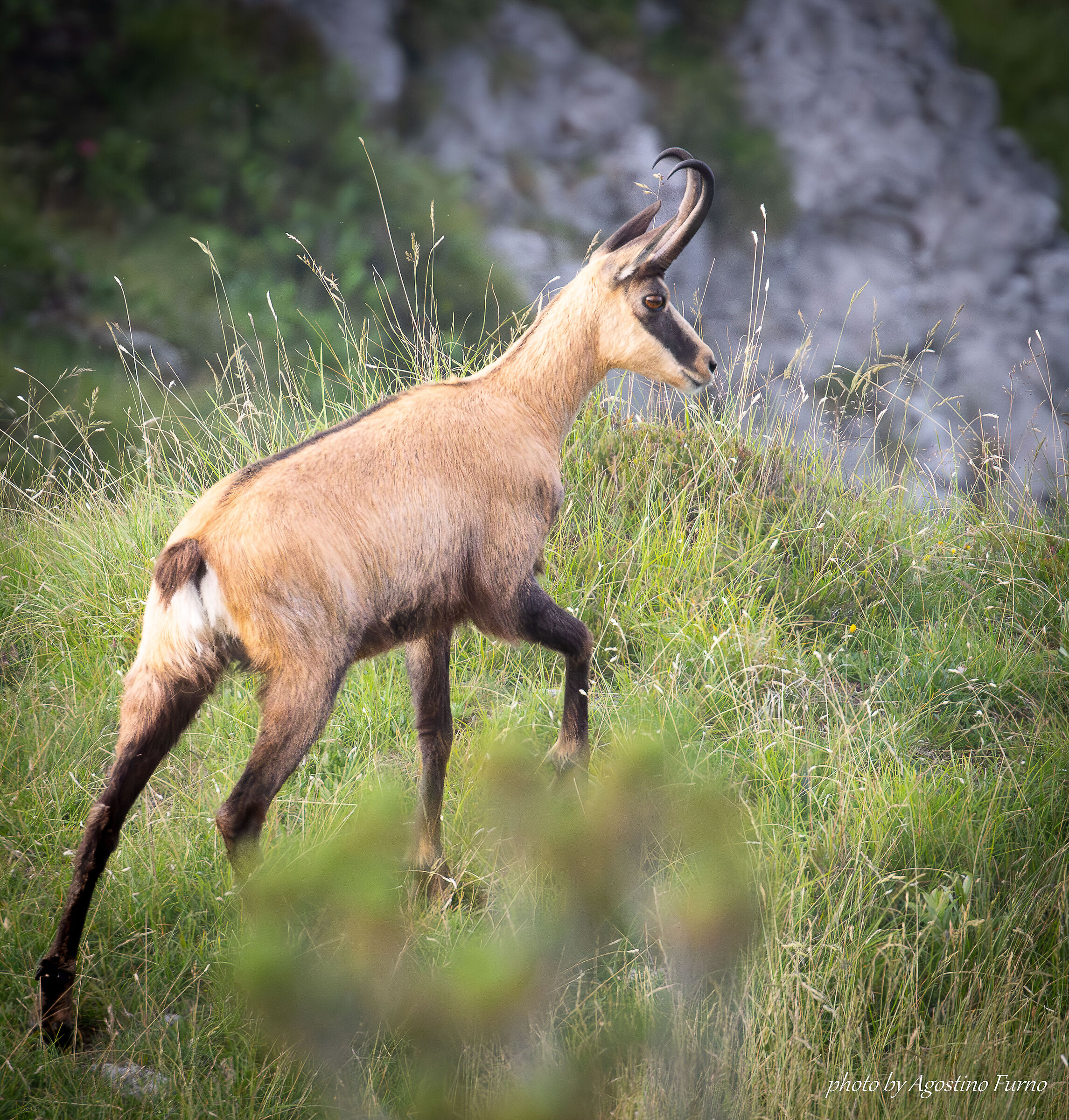 Chamois - Alta Val Brembana