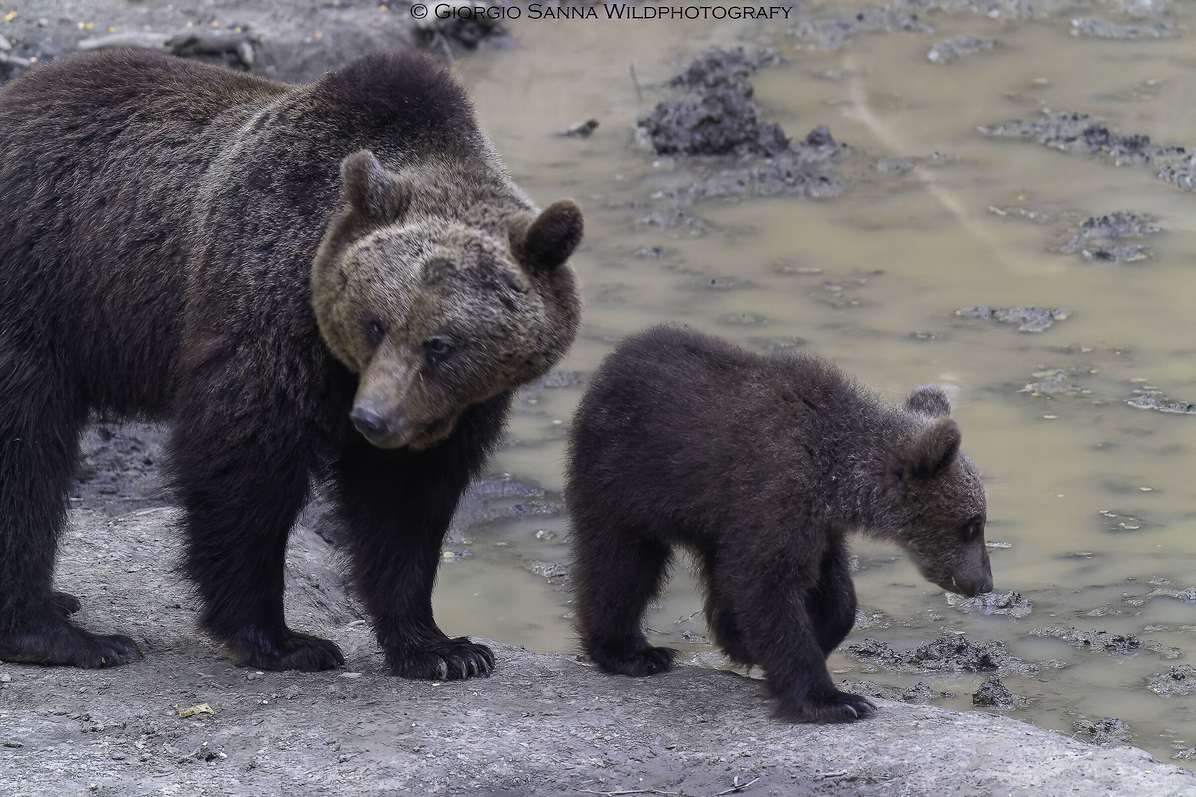 Stay close, do not stray love of mom