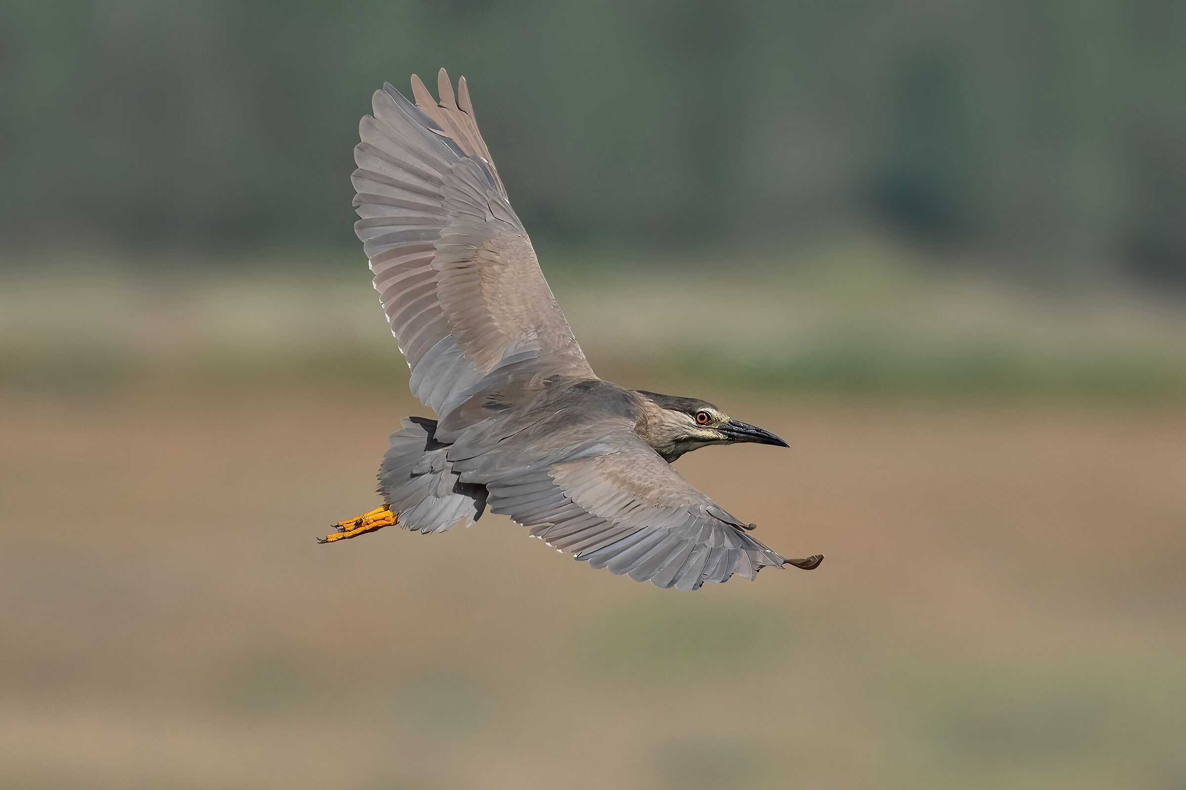 Nitticora (Nycticorax nycticorax ) subadulta