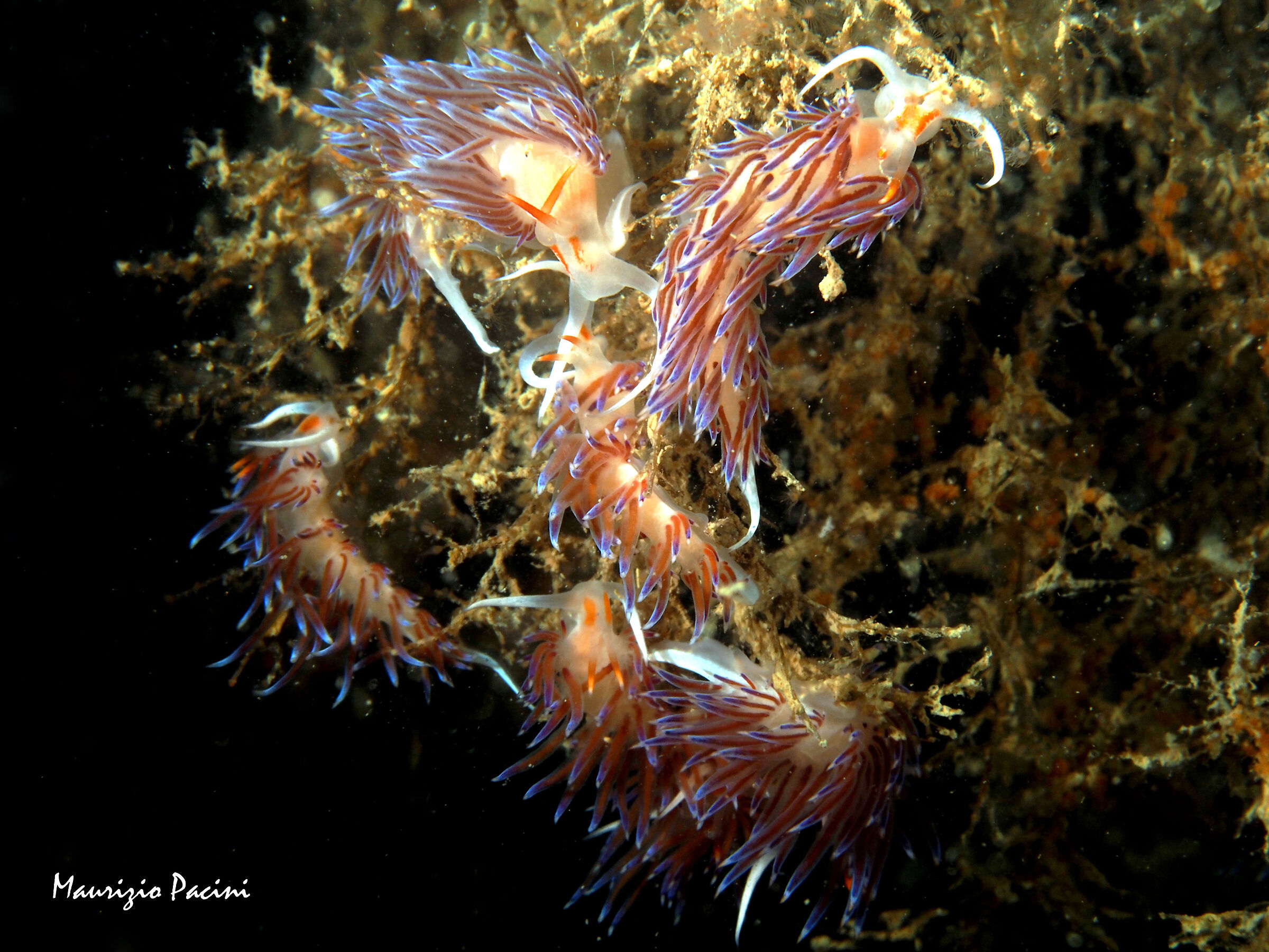 assembramento di Cratena peregrina