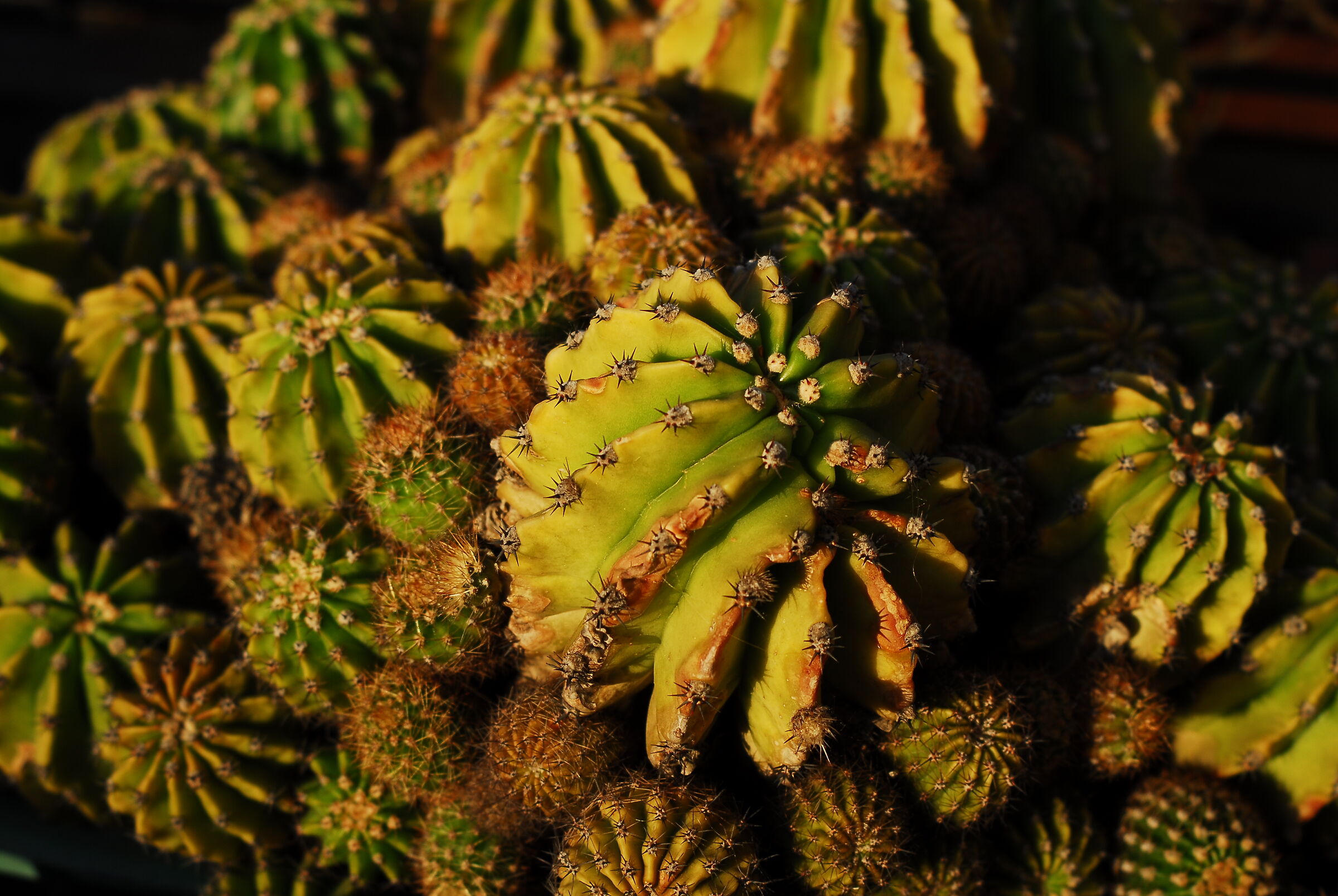 geometrie dalla natura