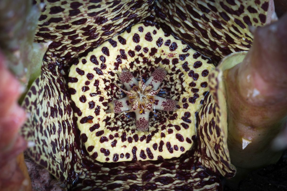 Orbea Variegata
