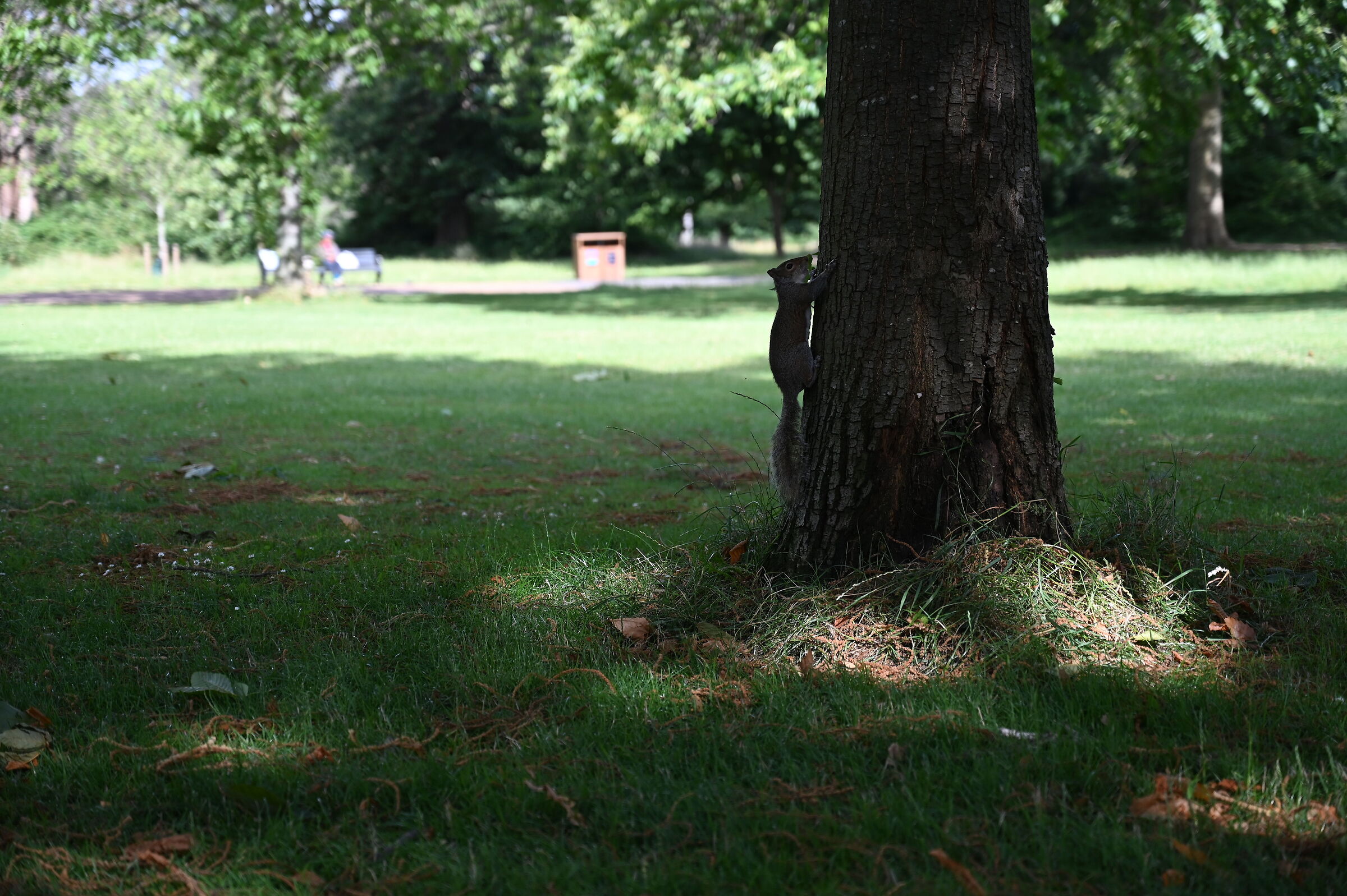Squirrel