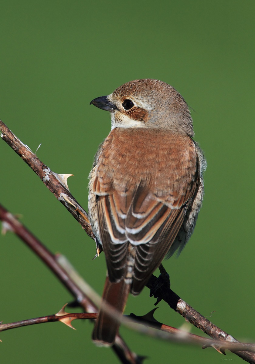 Averla piccola - femmina -