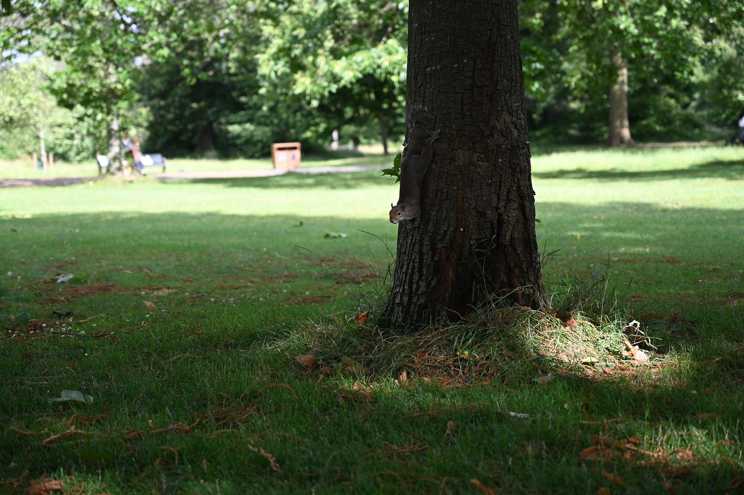 Squirrel 2