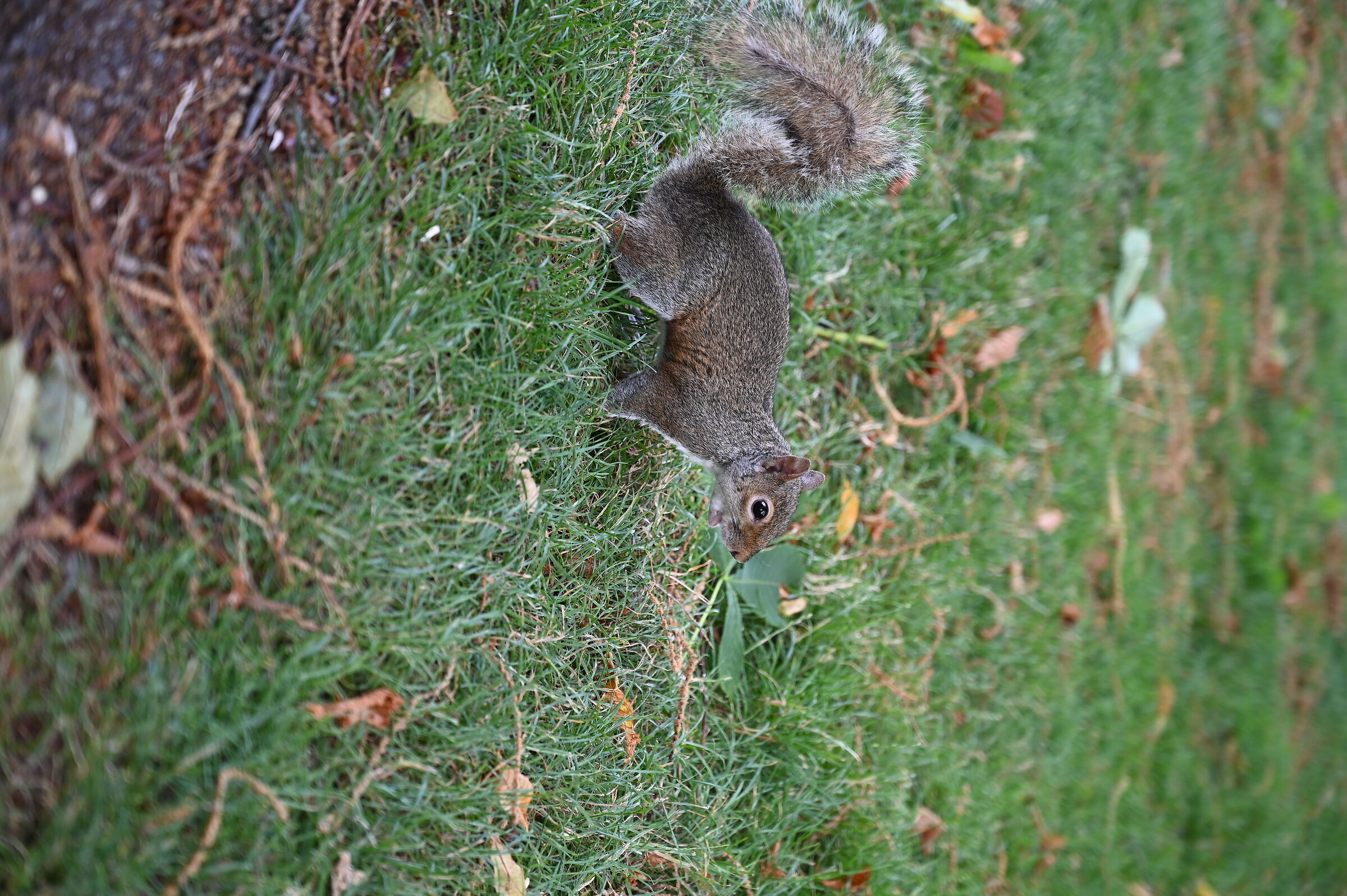 Squirrel 3
