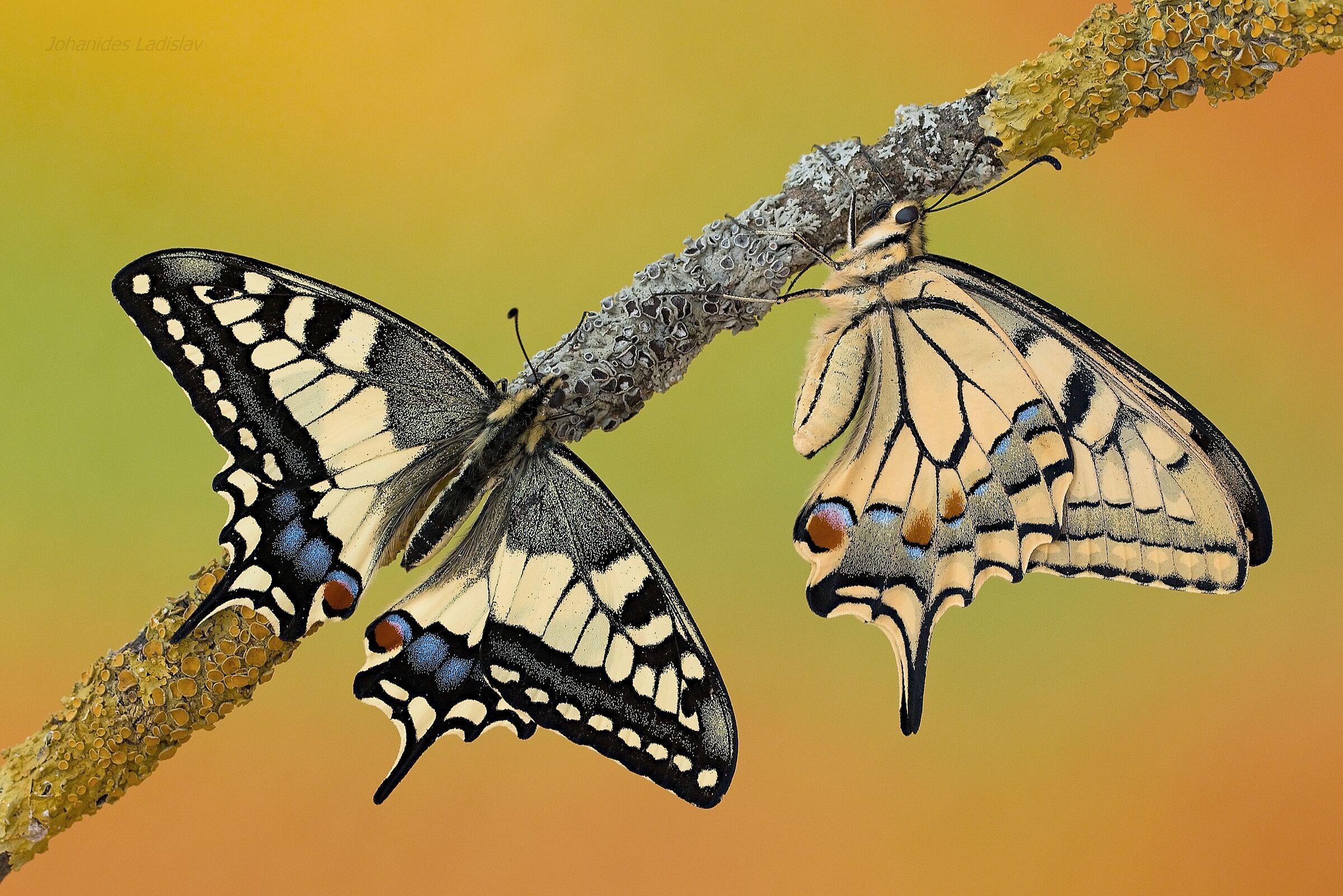 Papilio machaon (maschio - femmina)
