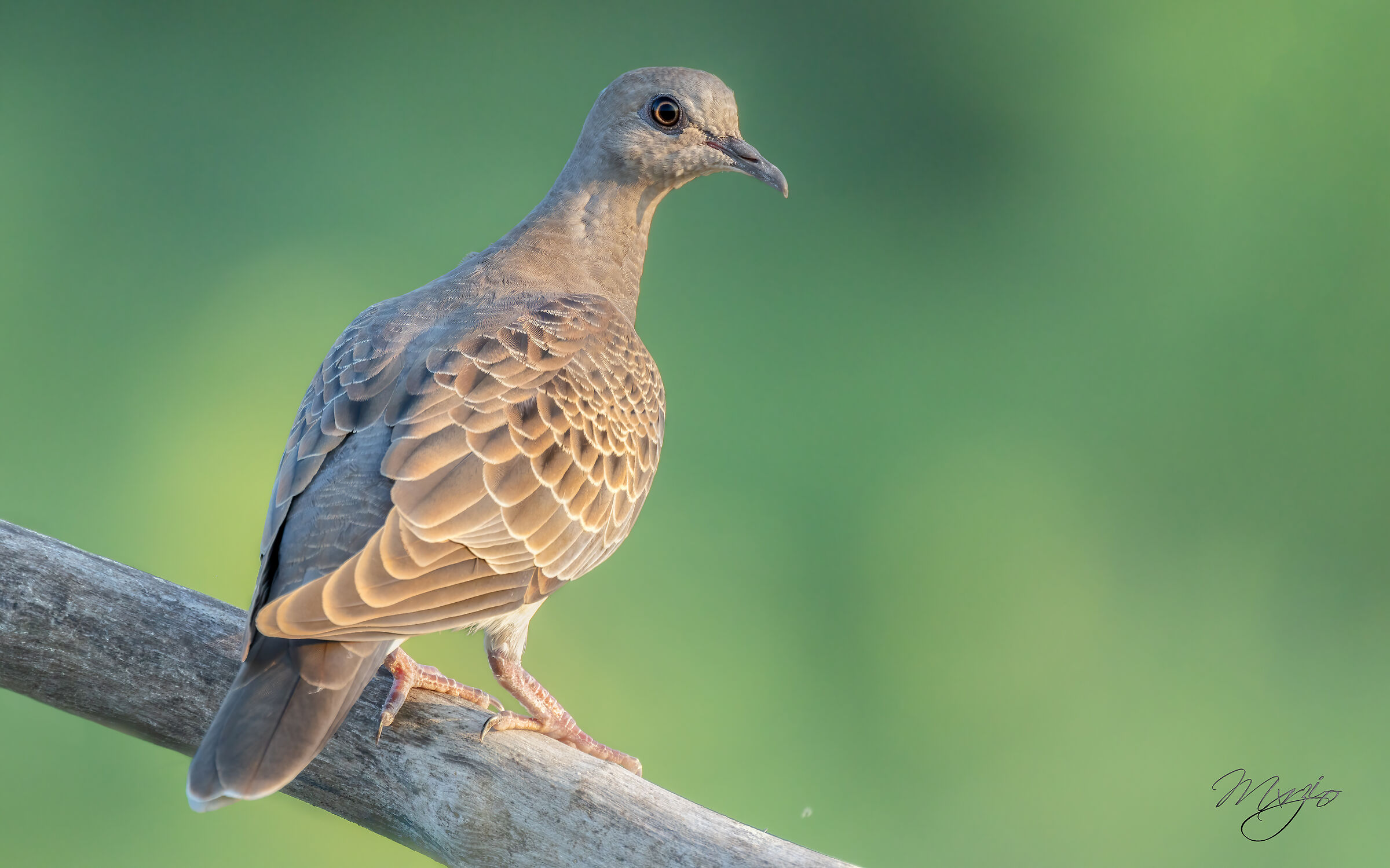 Tortora selvatica Jv.(Streptopelia turtur)