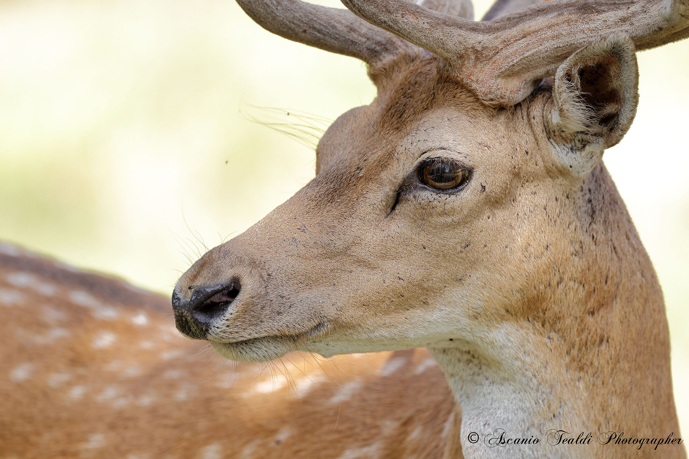 Fallow deer