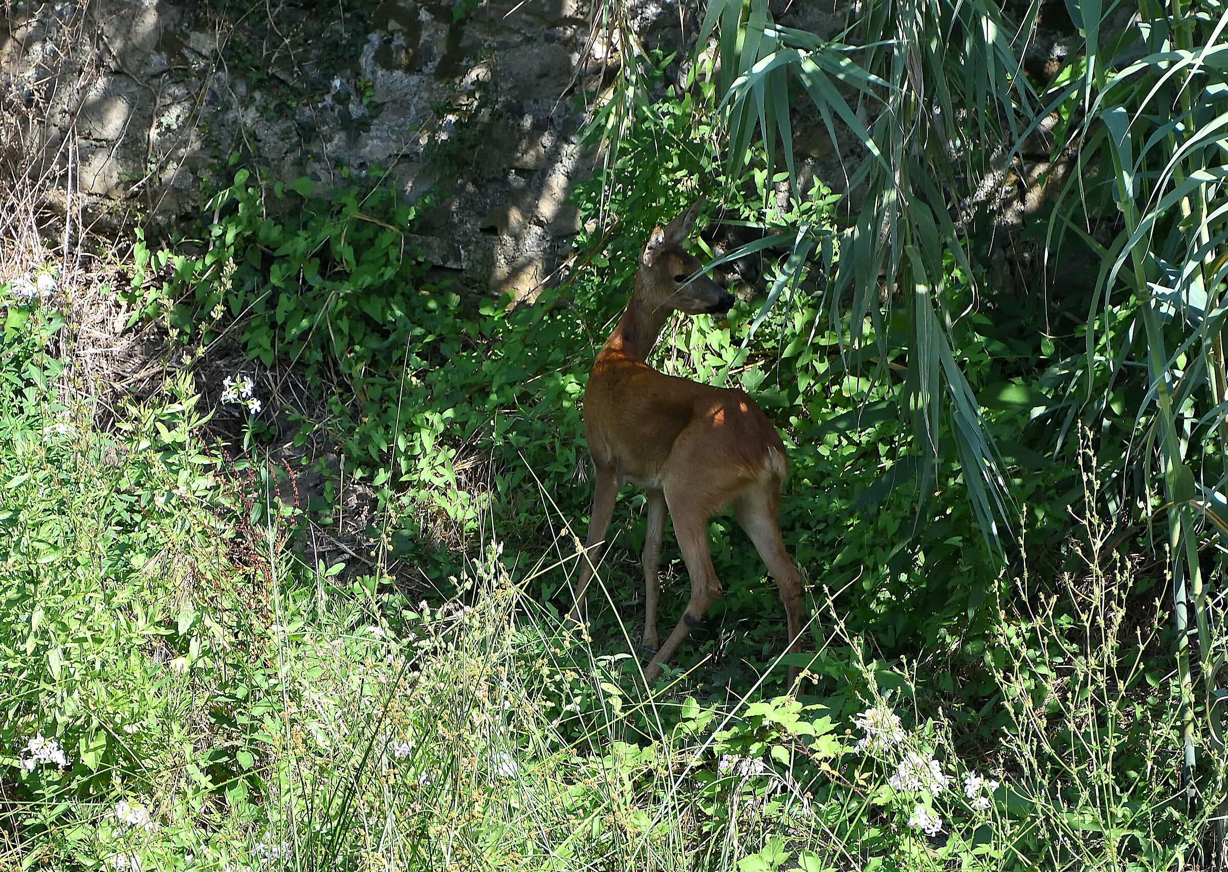 ospite nel torrente di fronte al mio terrazzo