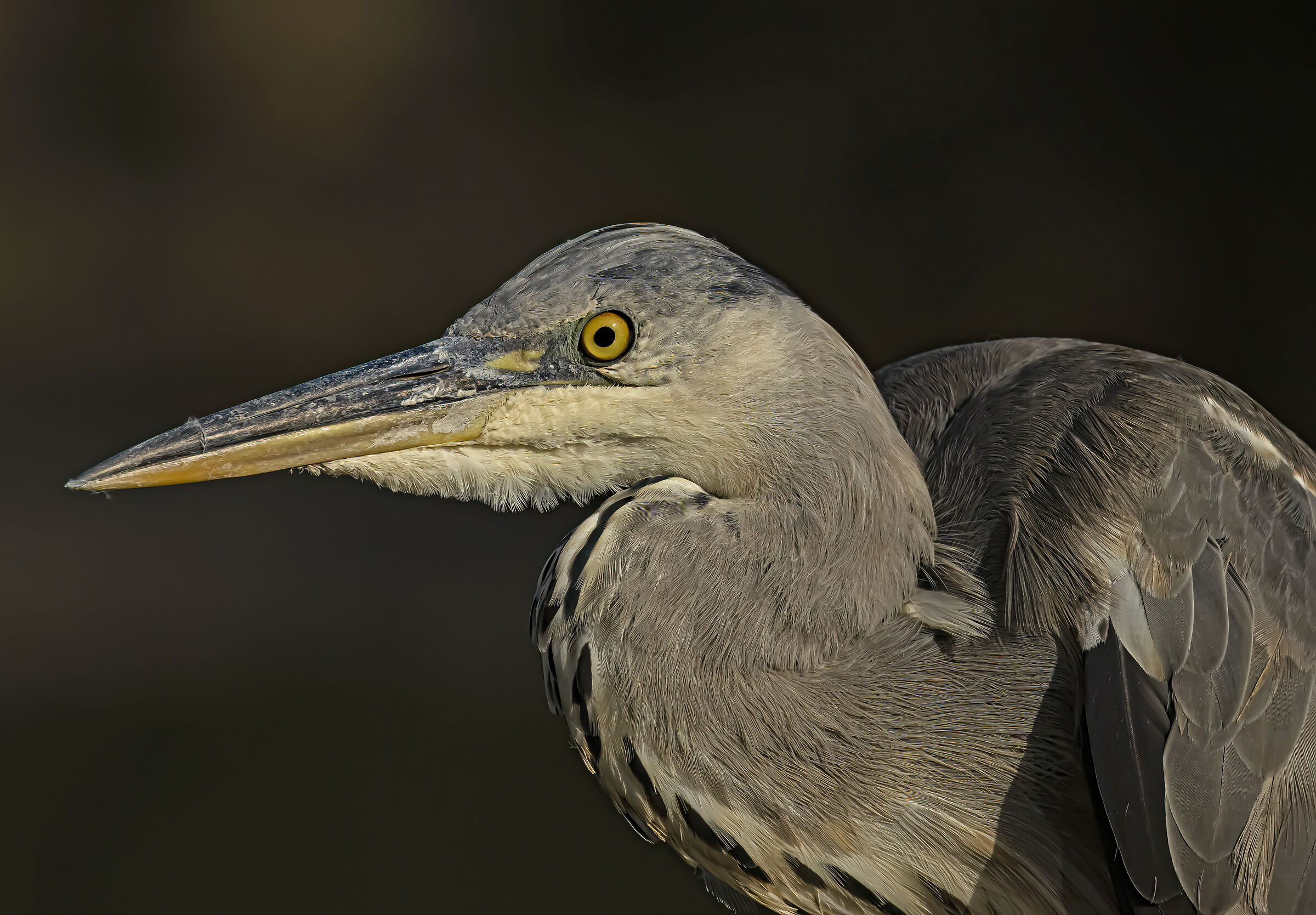 Primo Piano Airone Cenerino