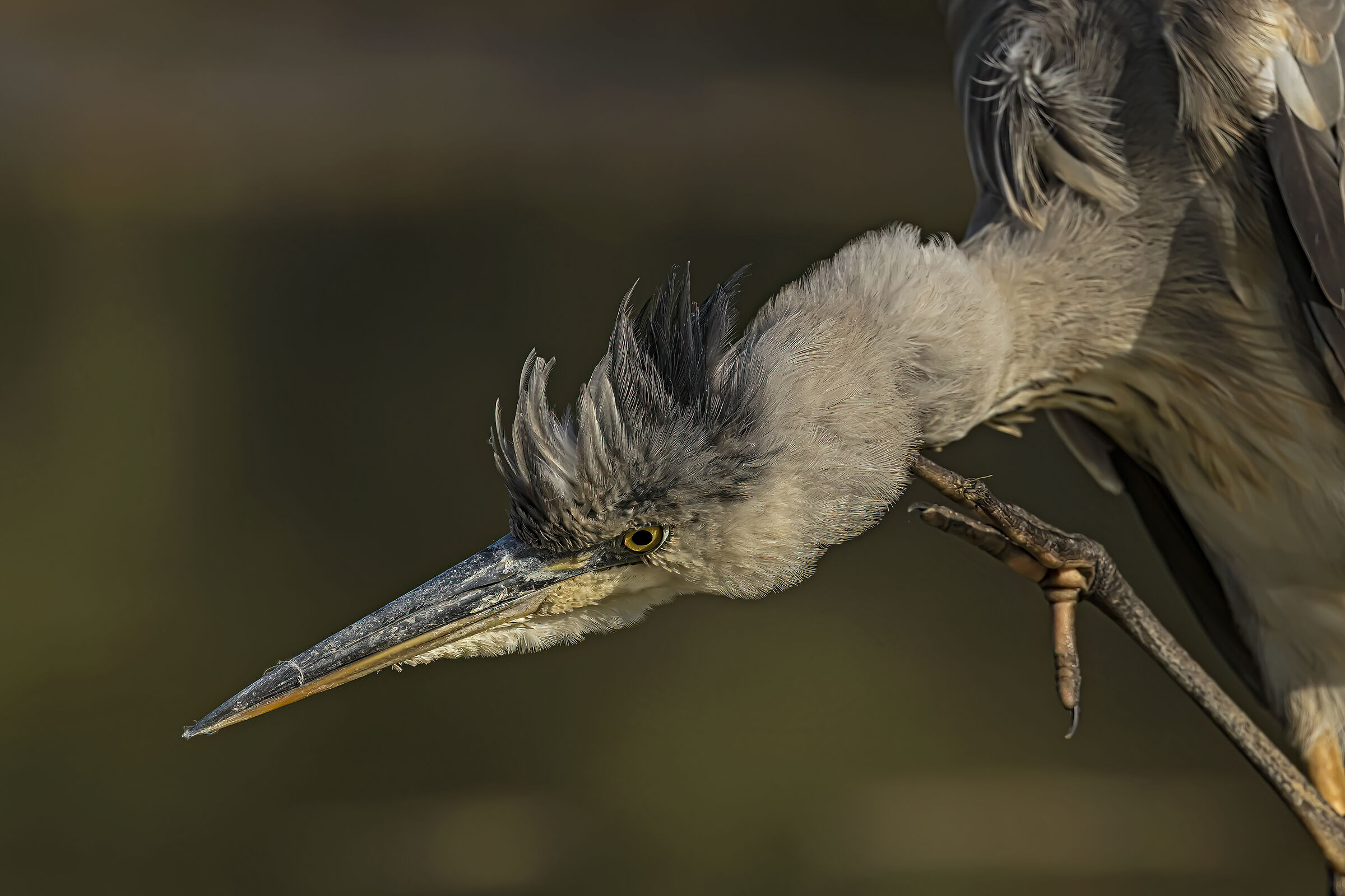 Primo Piano Airone Cenerino