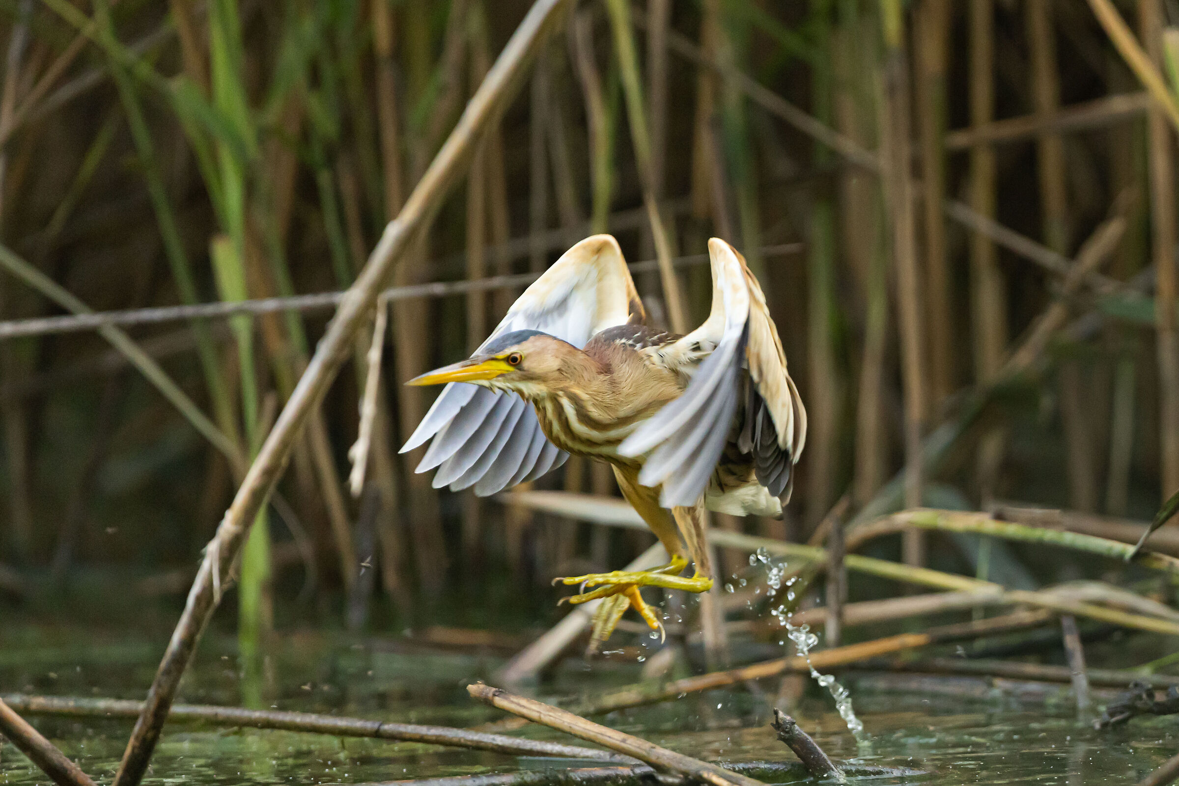 Tarabusino - Lake Sartirana - Italy