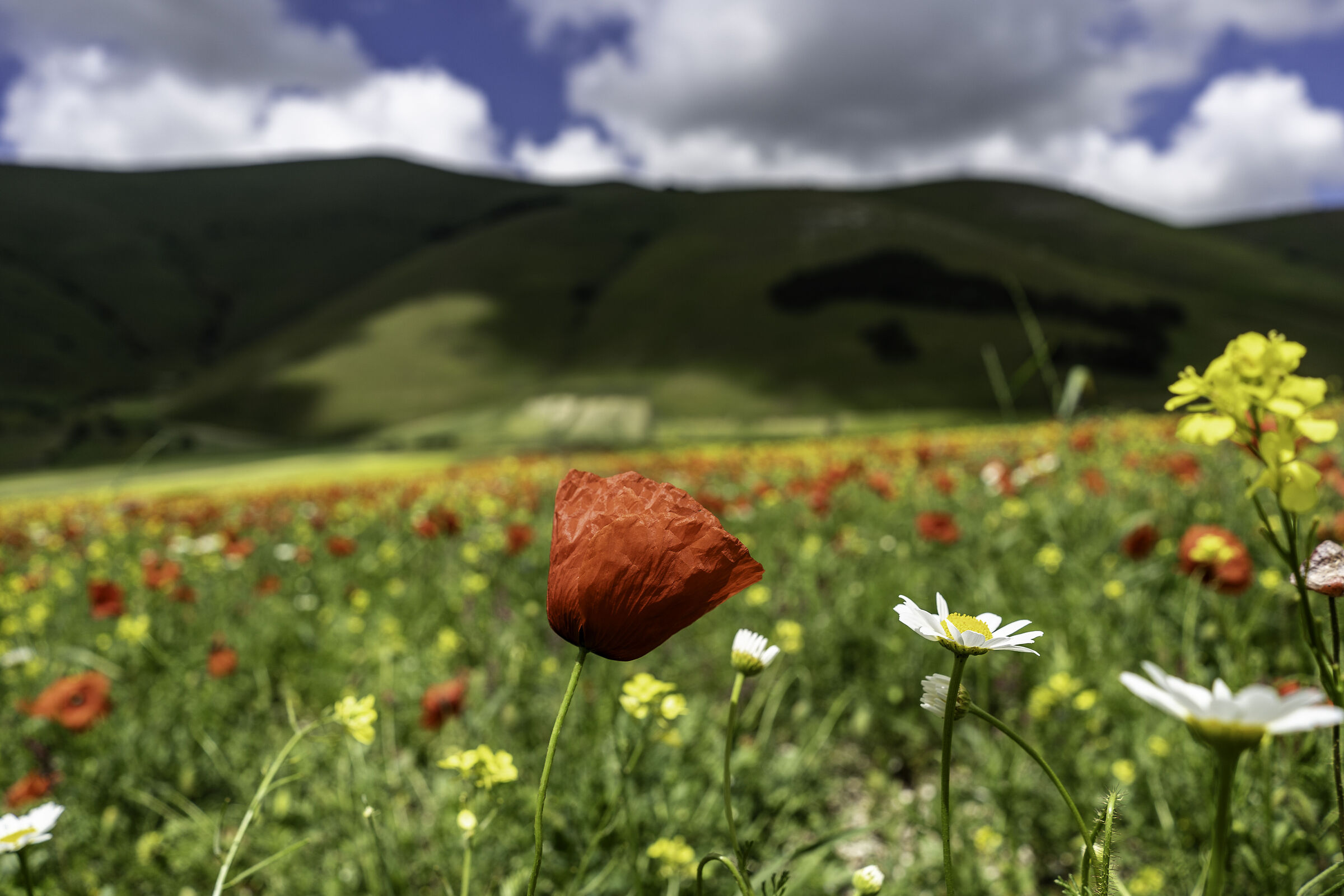 Plain of Castelluccio