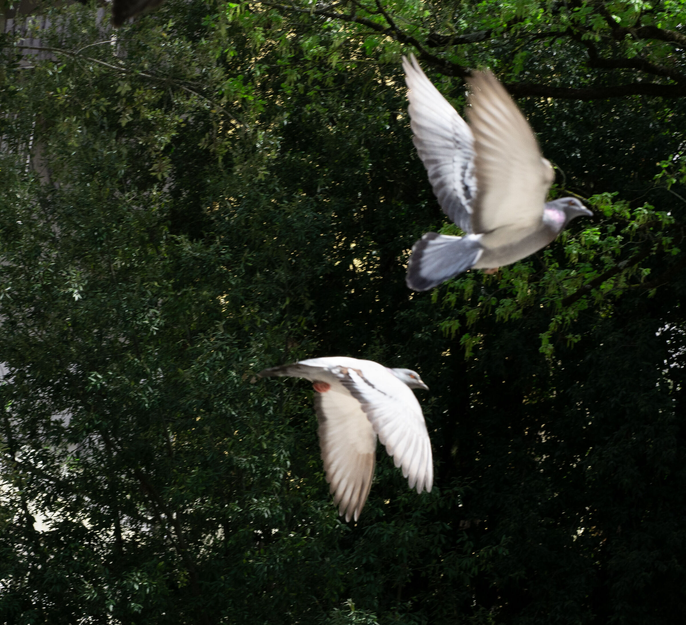 Pigeons