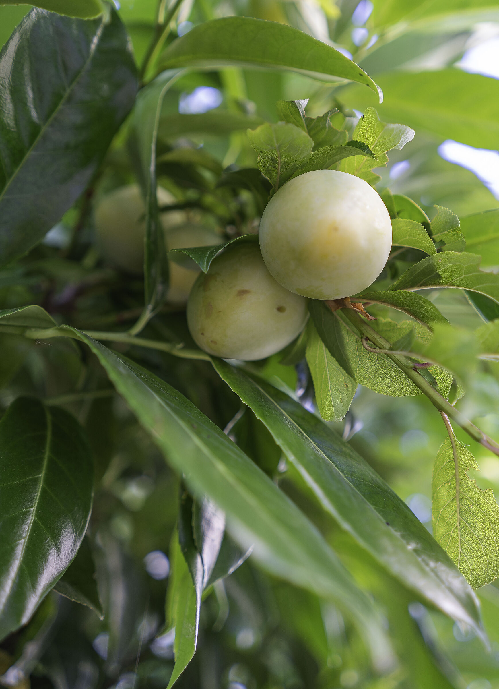 home garden plums