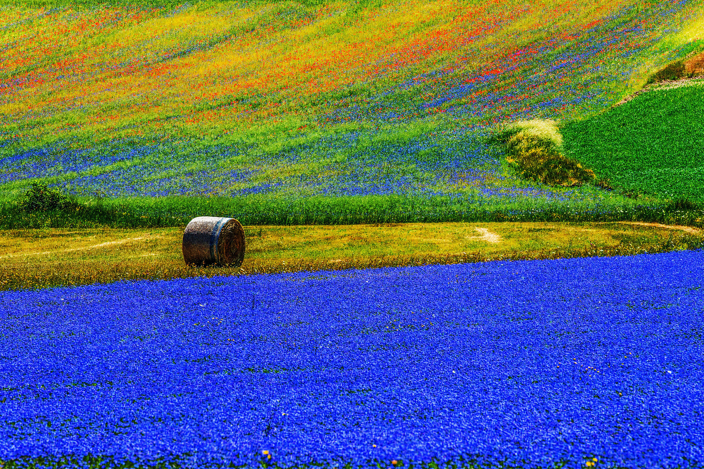 il tappeto blu.