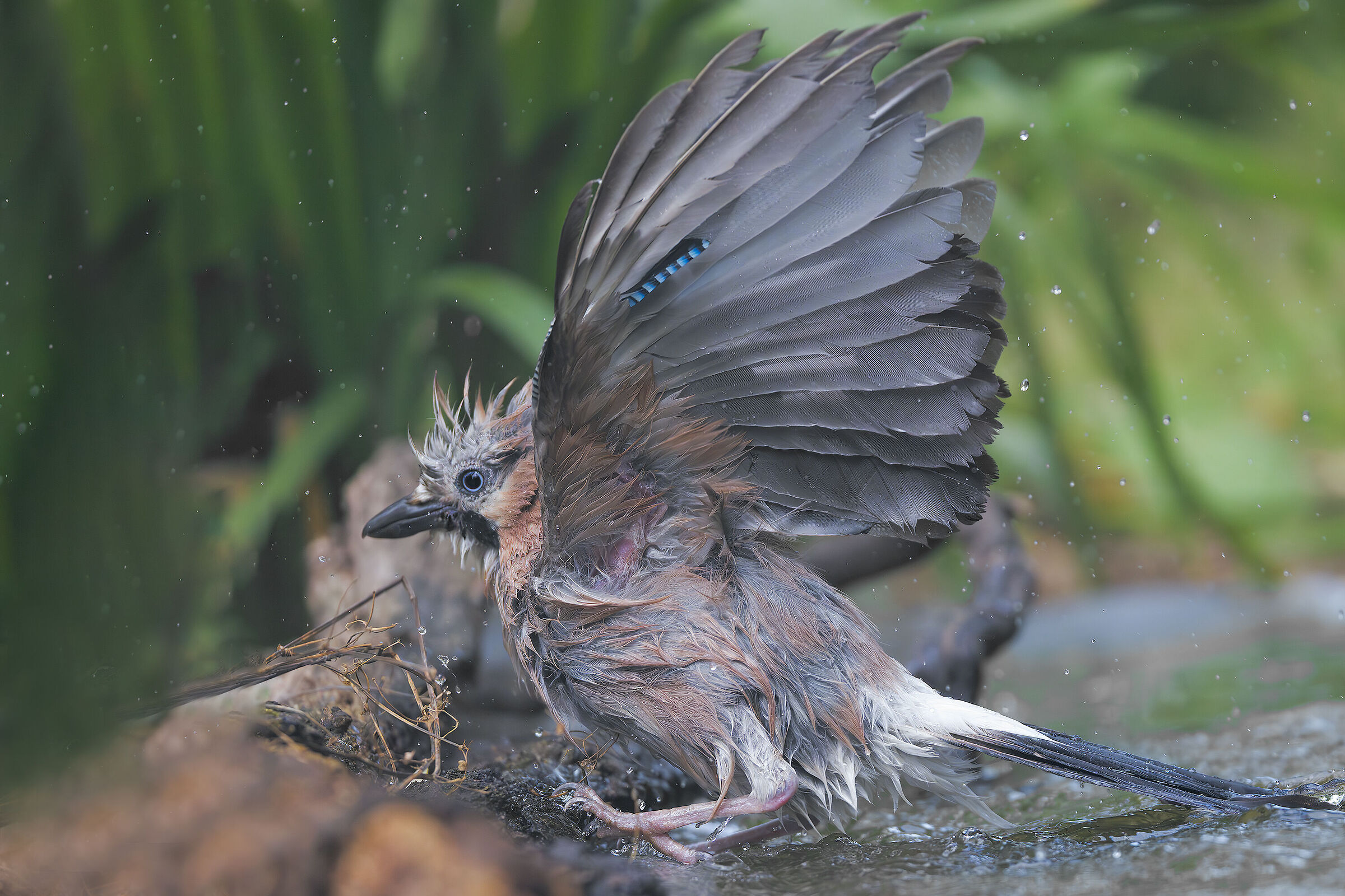 Jay at the bath