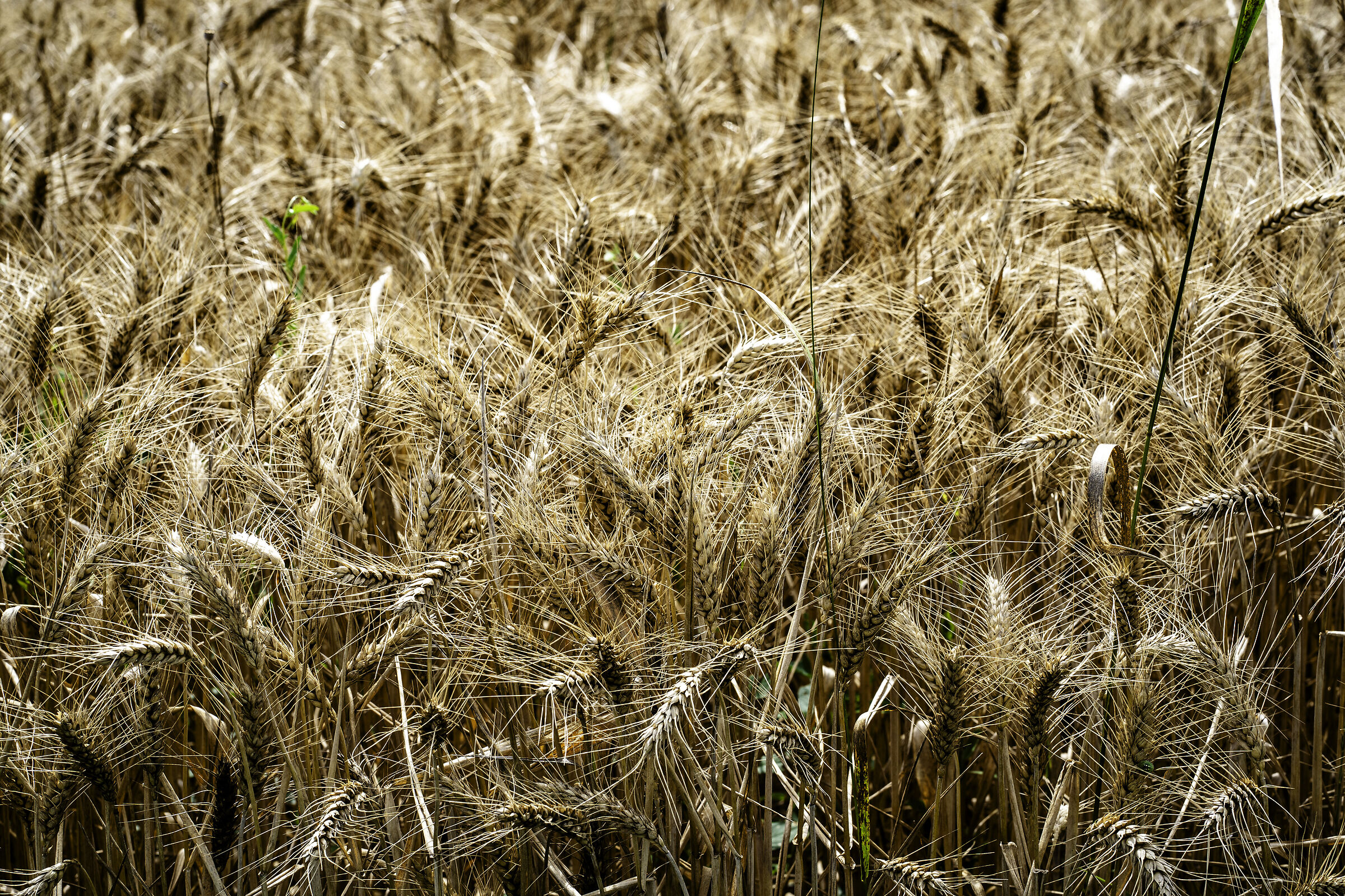 Mature barley