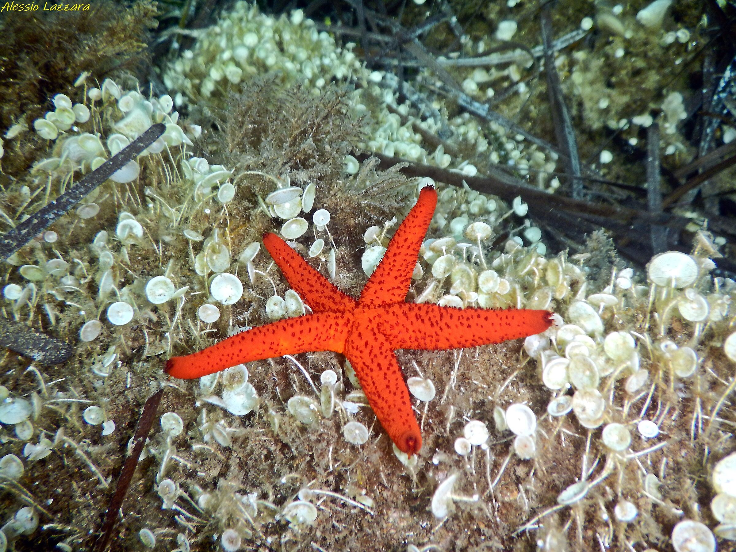 Del rosso nel profondo blu