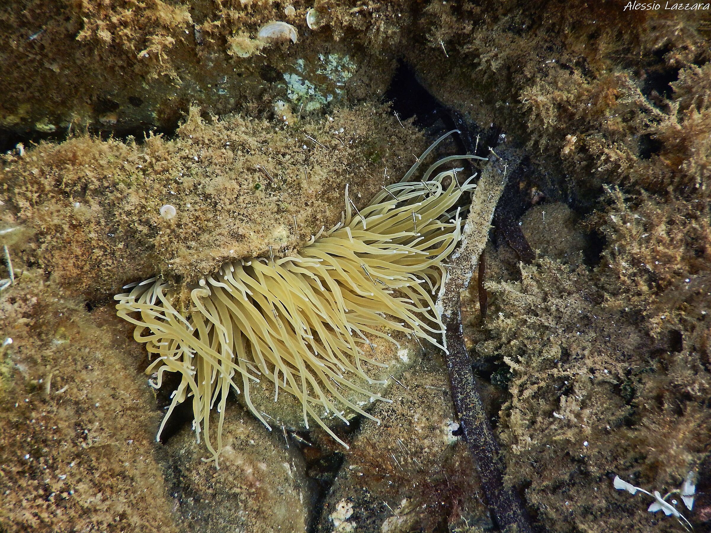 Anemone con tanto di piccoli ospiti!