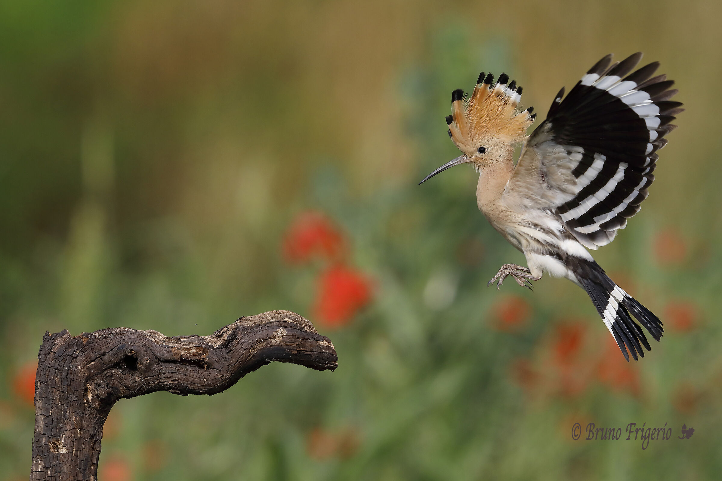 HOOPOE