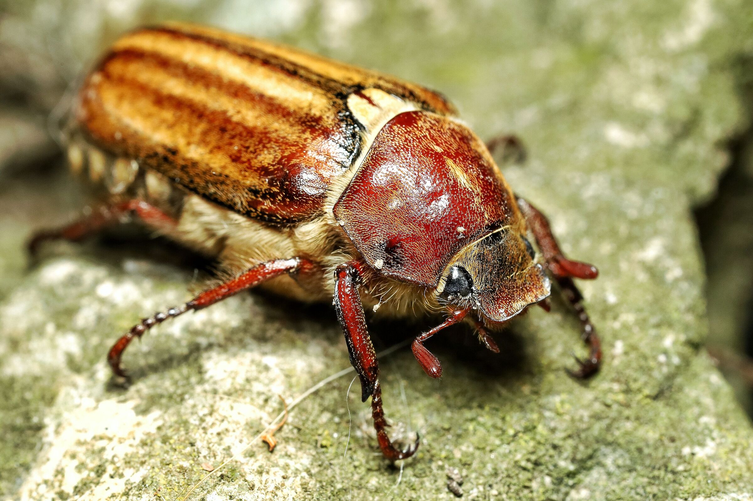 Anoxia matutinalis _ male