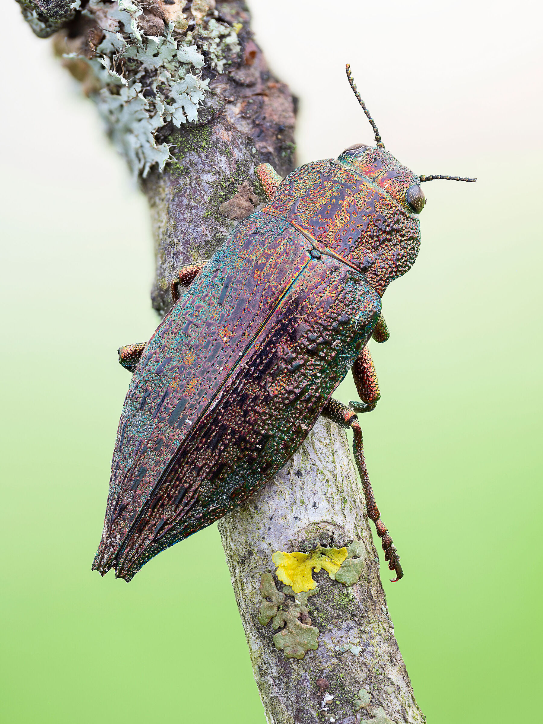 Dicerca berolinensis