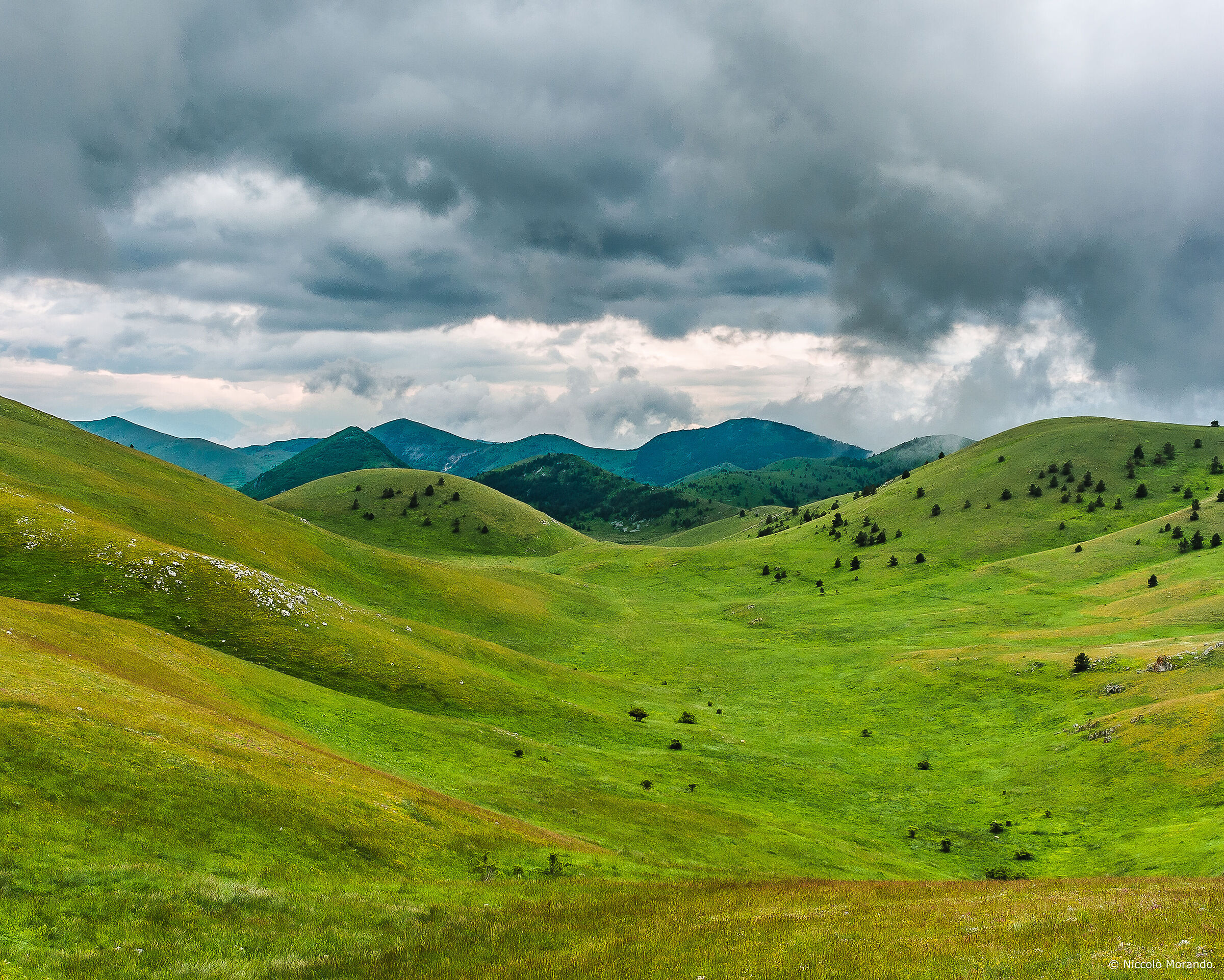 Infinite emperor field